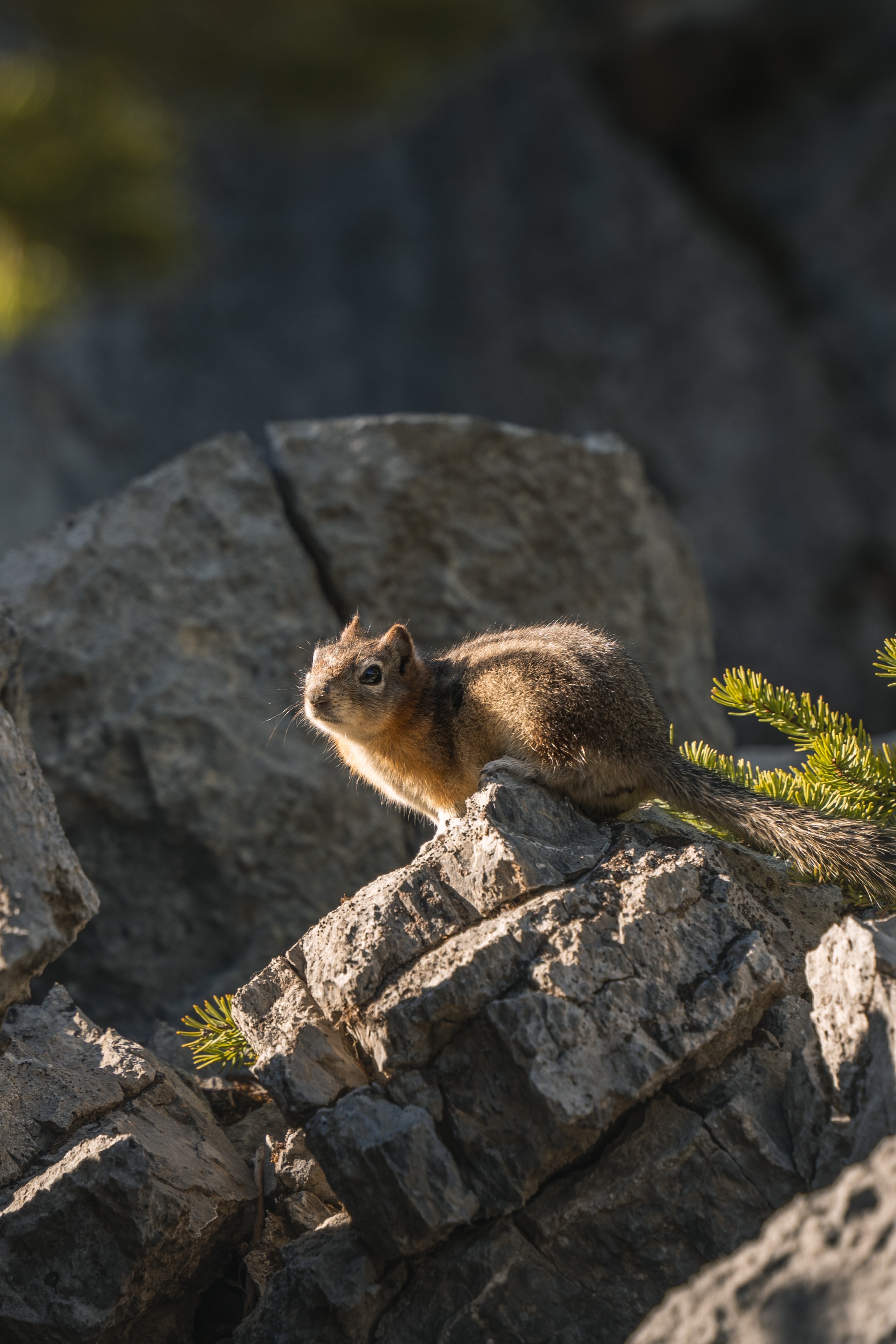 Chipmunk Animal Stones Cute