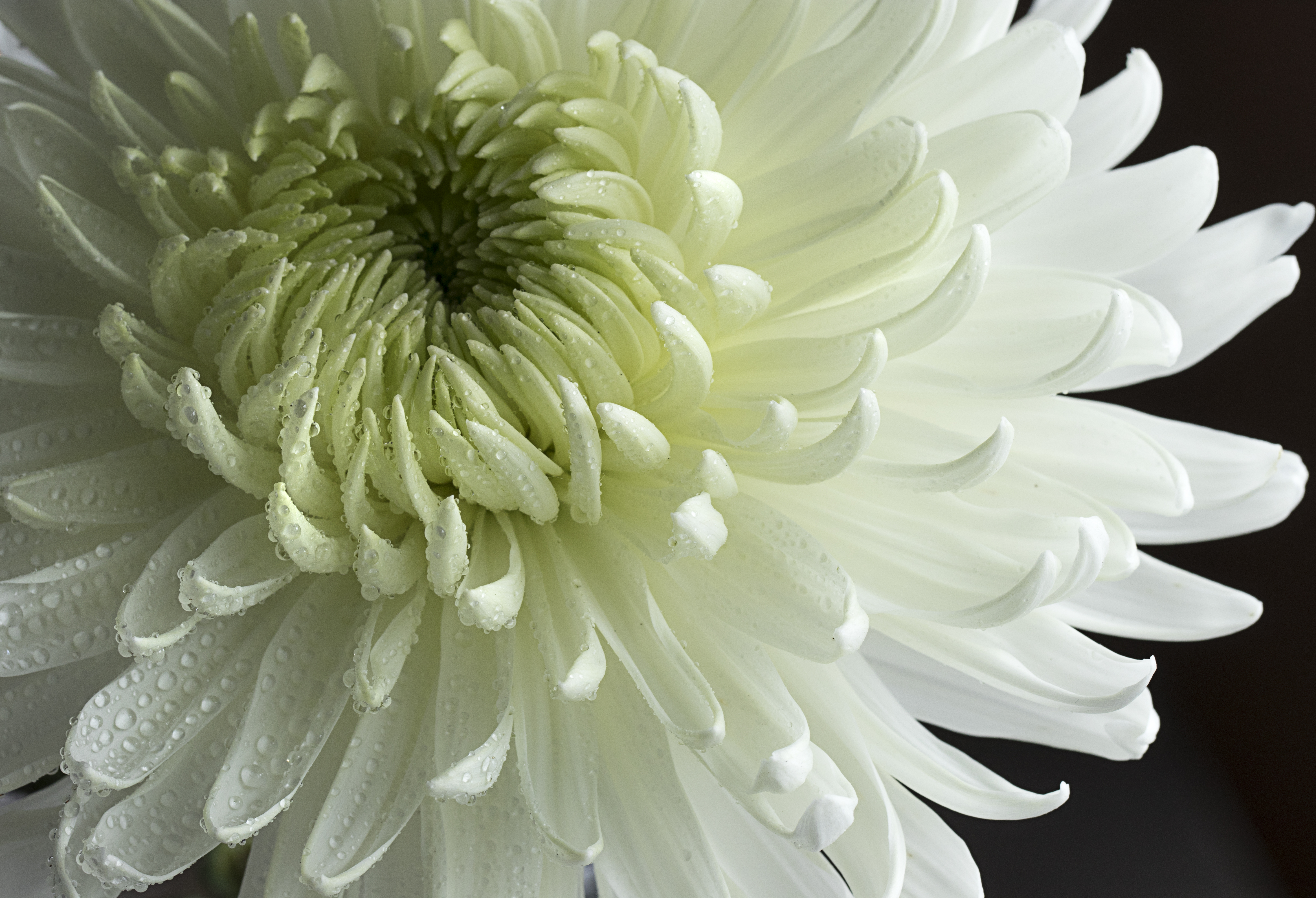 Chrysanthemum Flower Petals Drops Macro White