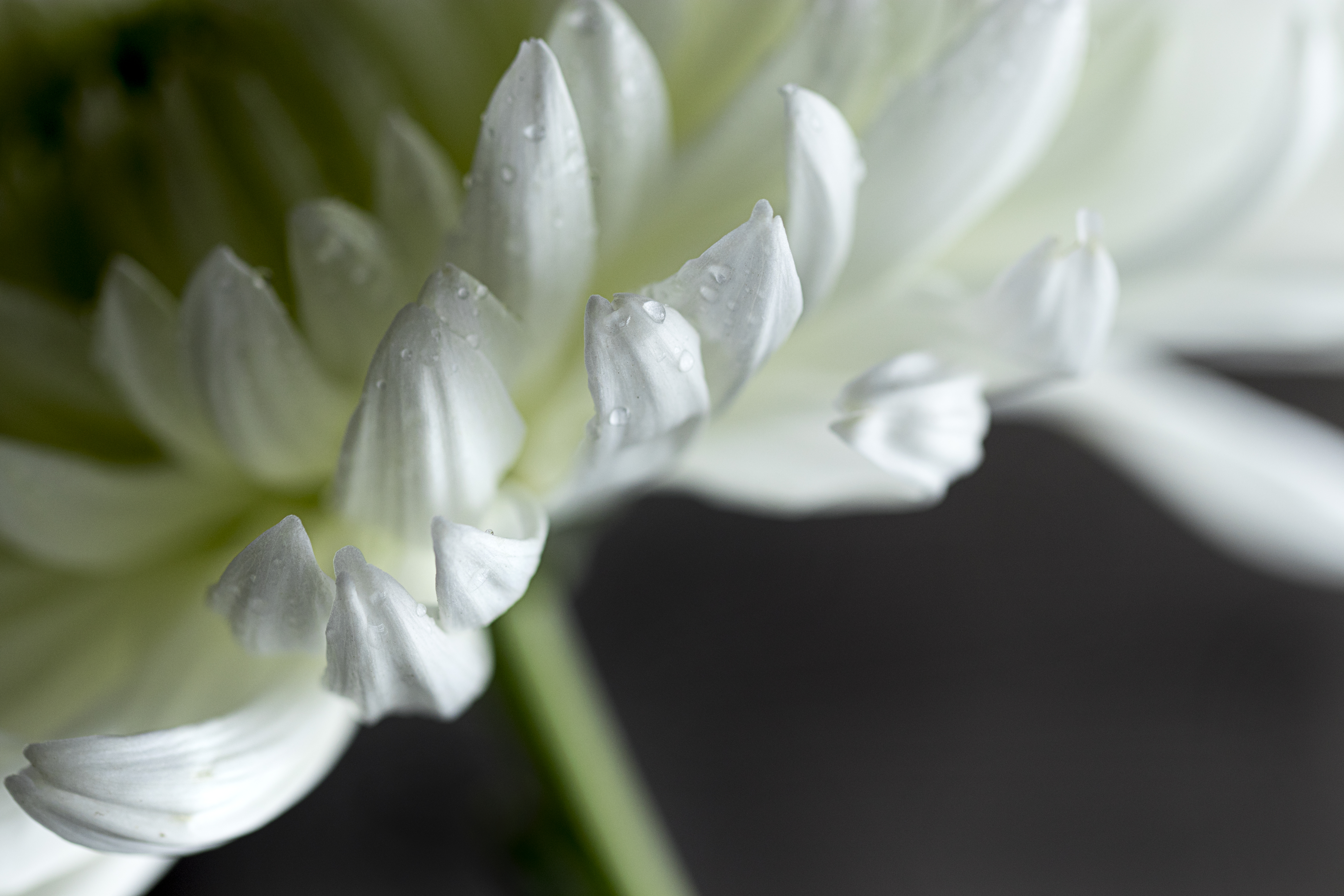 Chrysanthemum Flower Petals White Drops Macro