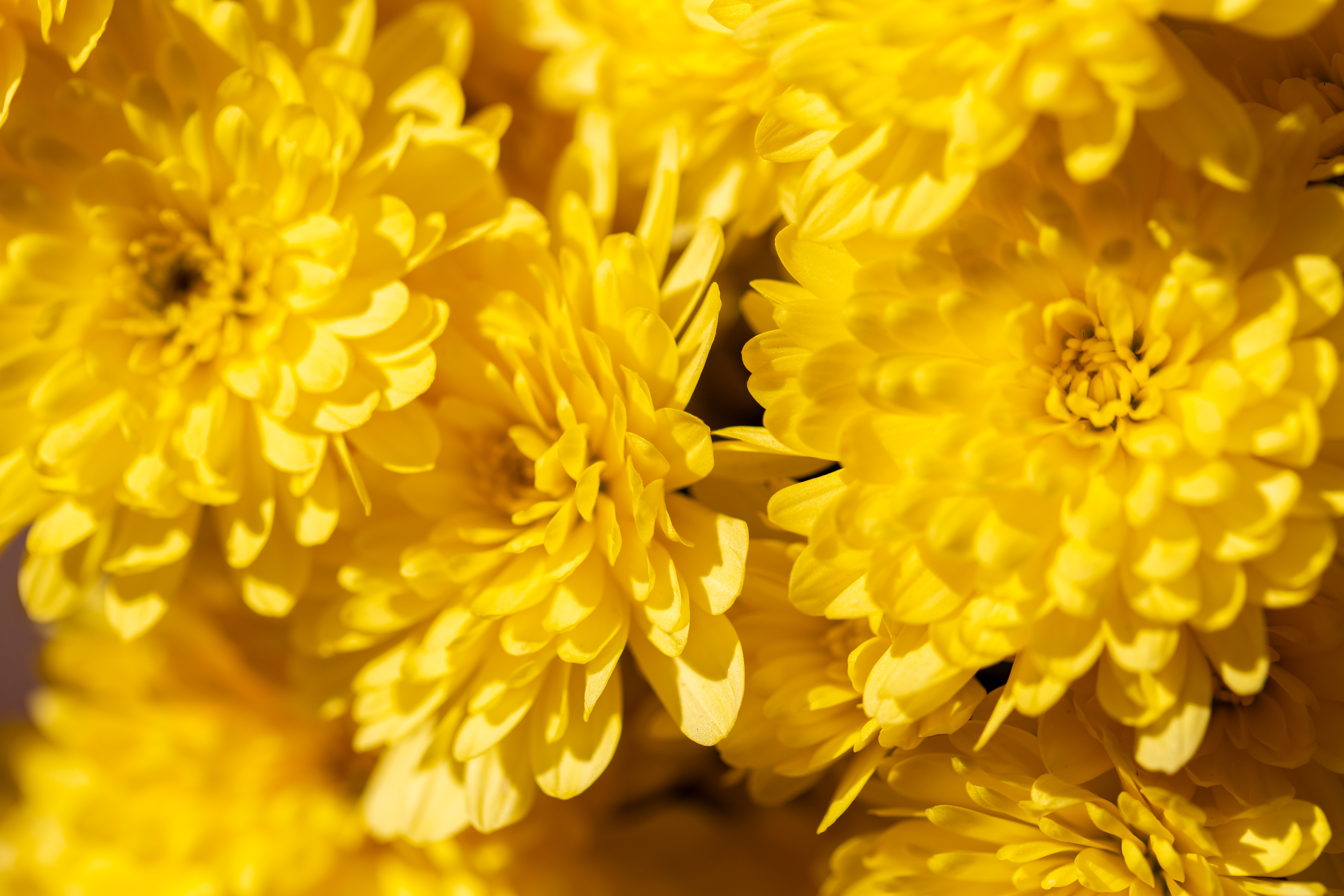 Chrysanthemums Flowers Petals Yellow Bright Macro