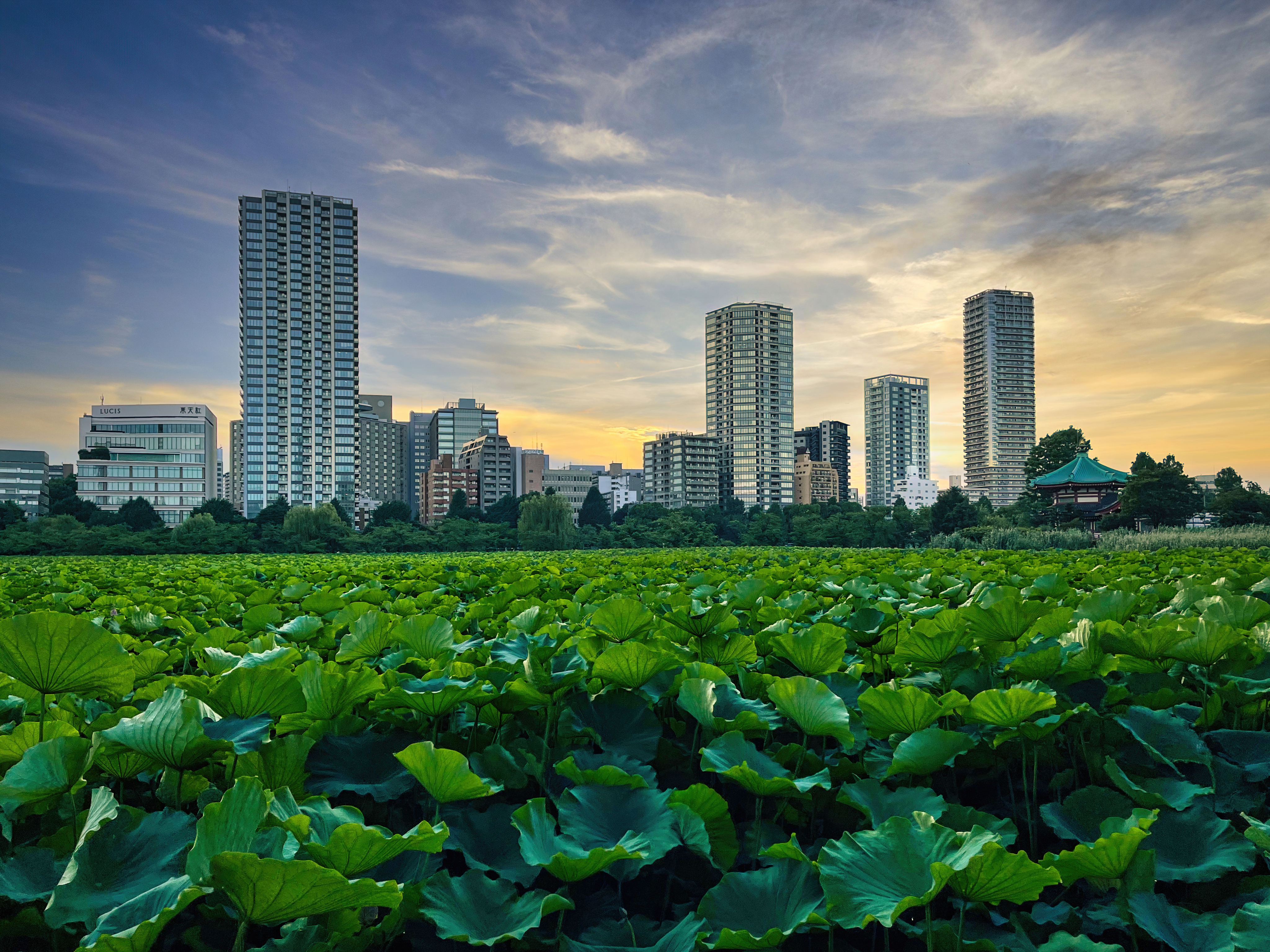 City Buildings Field Leaves Twilight