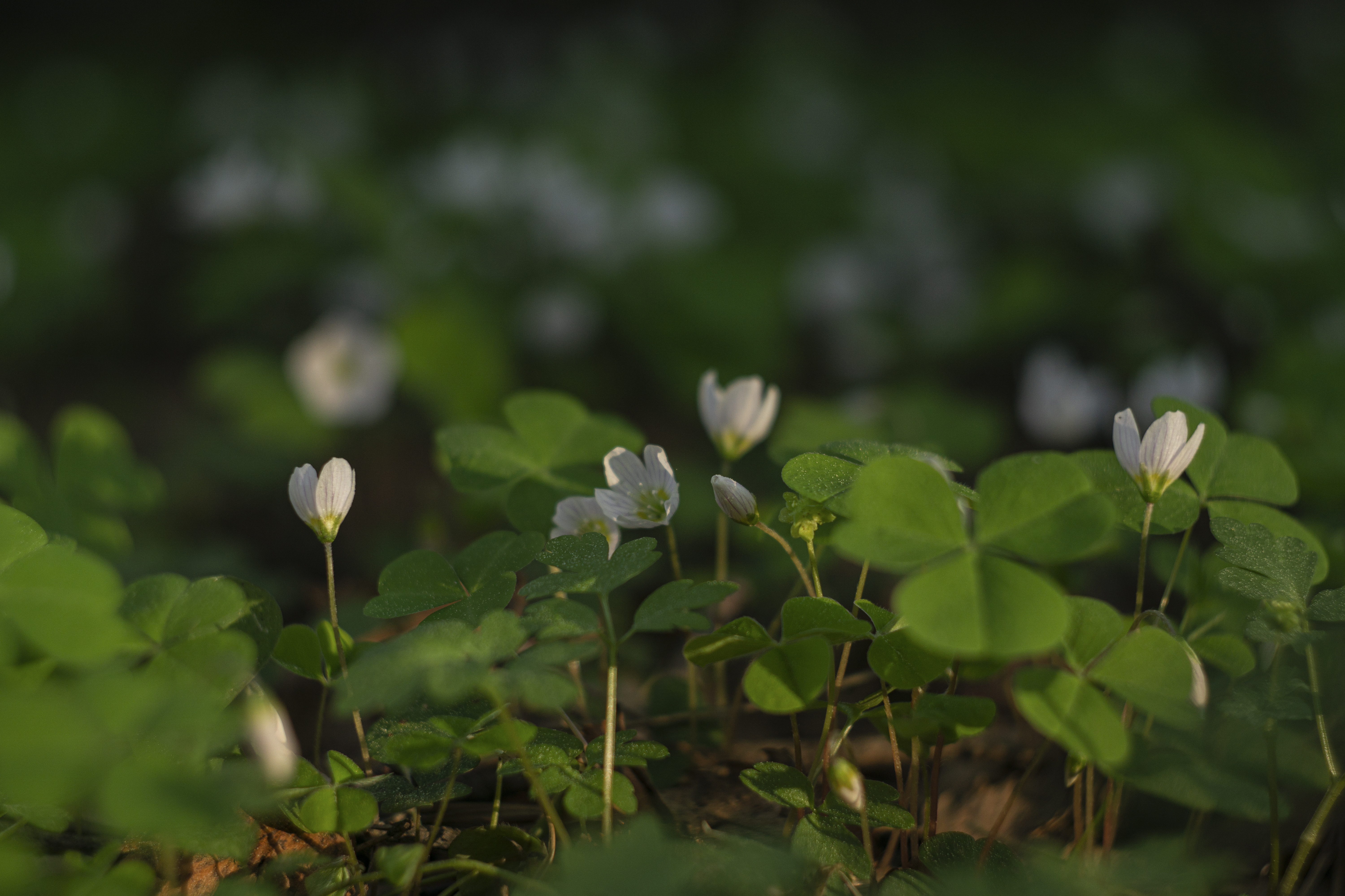 Clover Flowers White Plant Macro