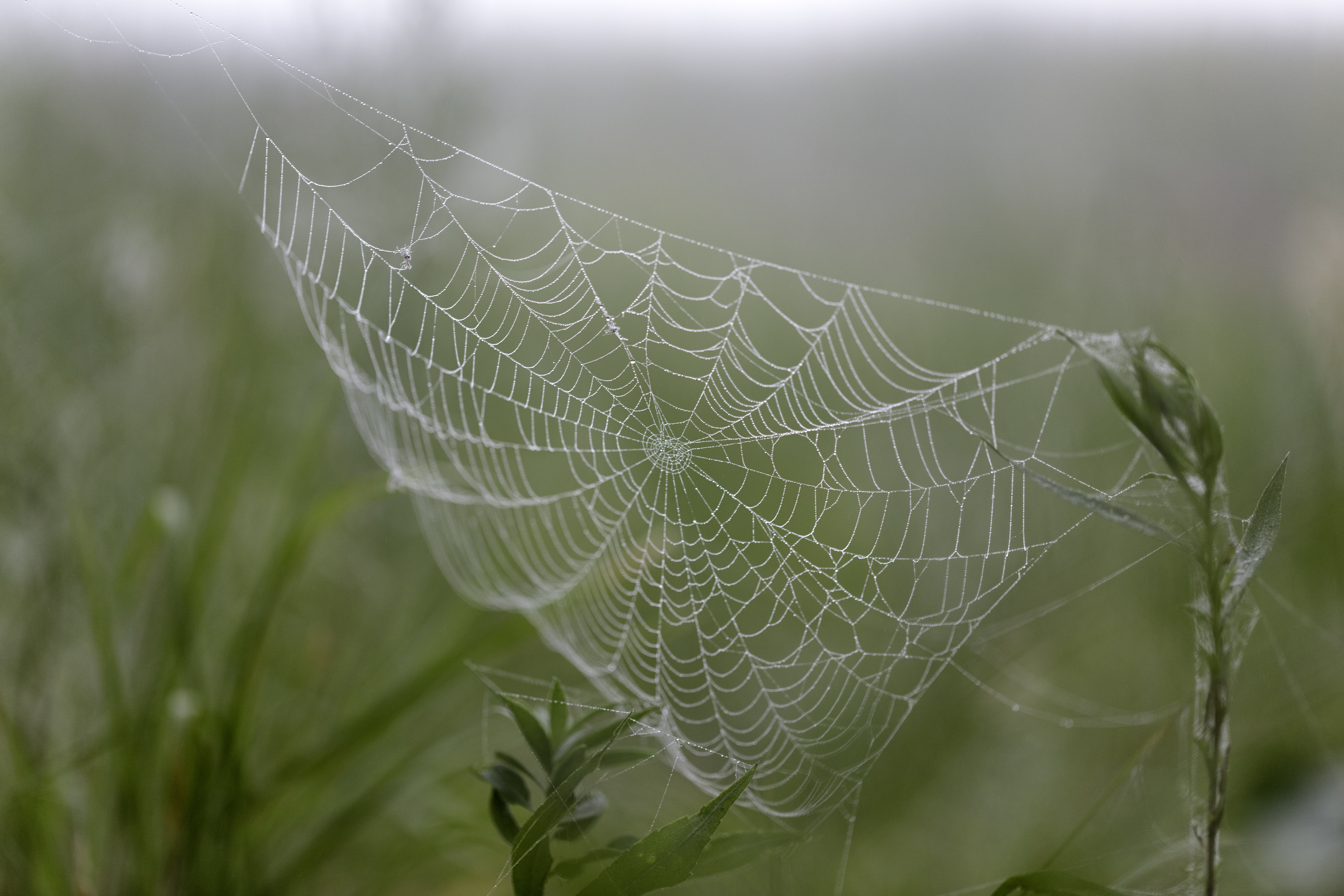 Cobweb Drops Plants Macro