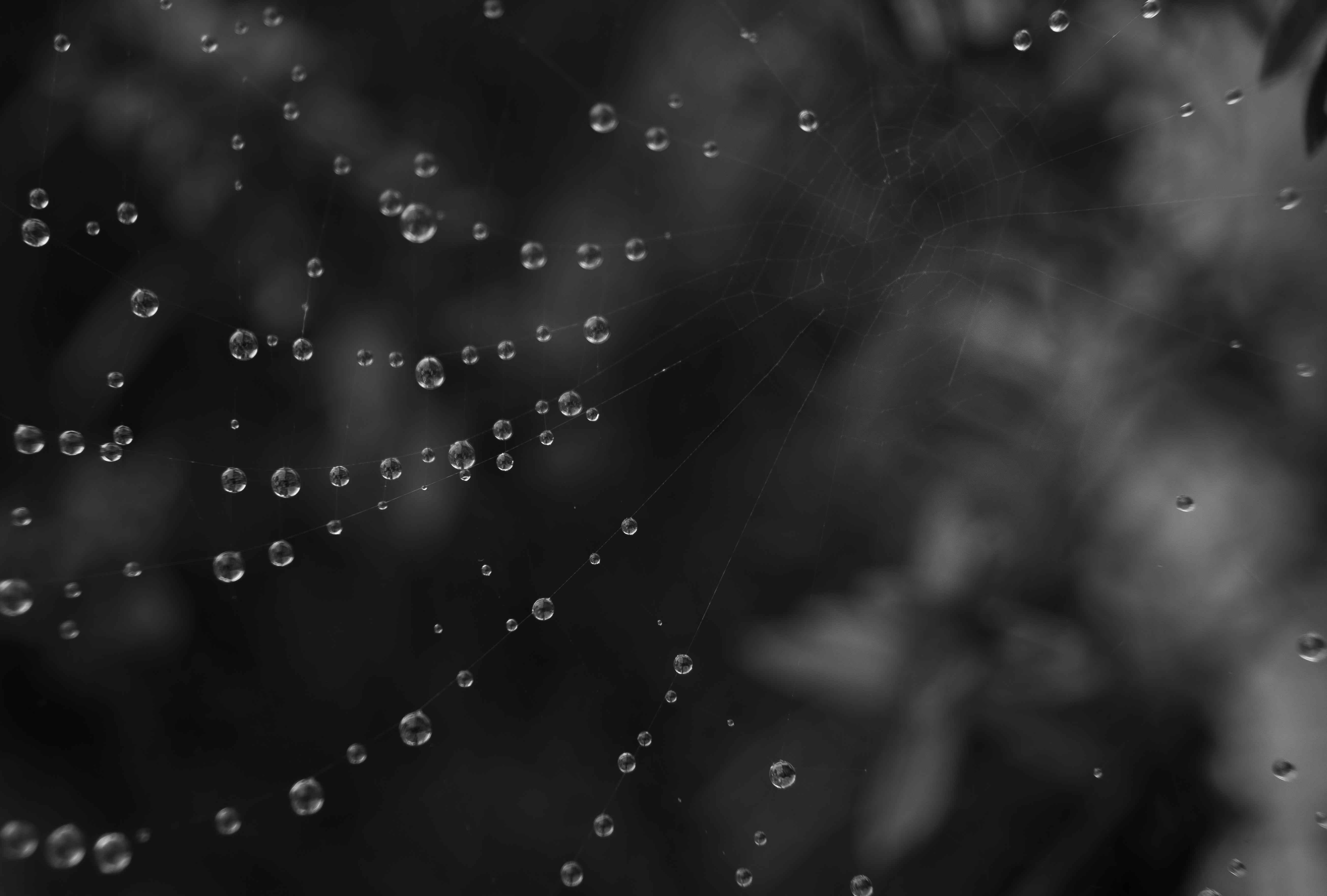 Cobweb Water Drops Black-and-white