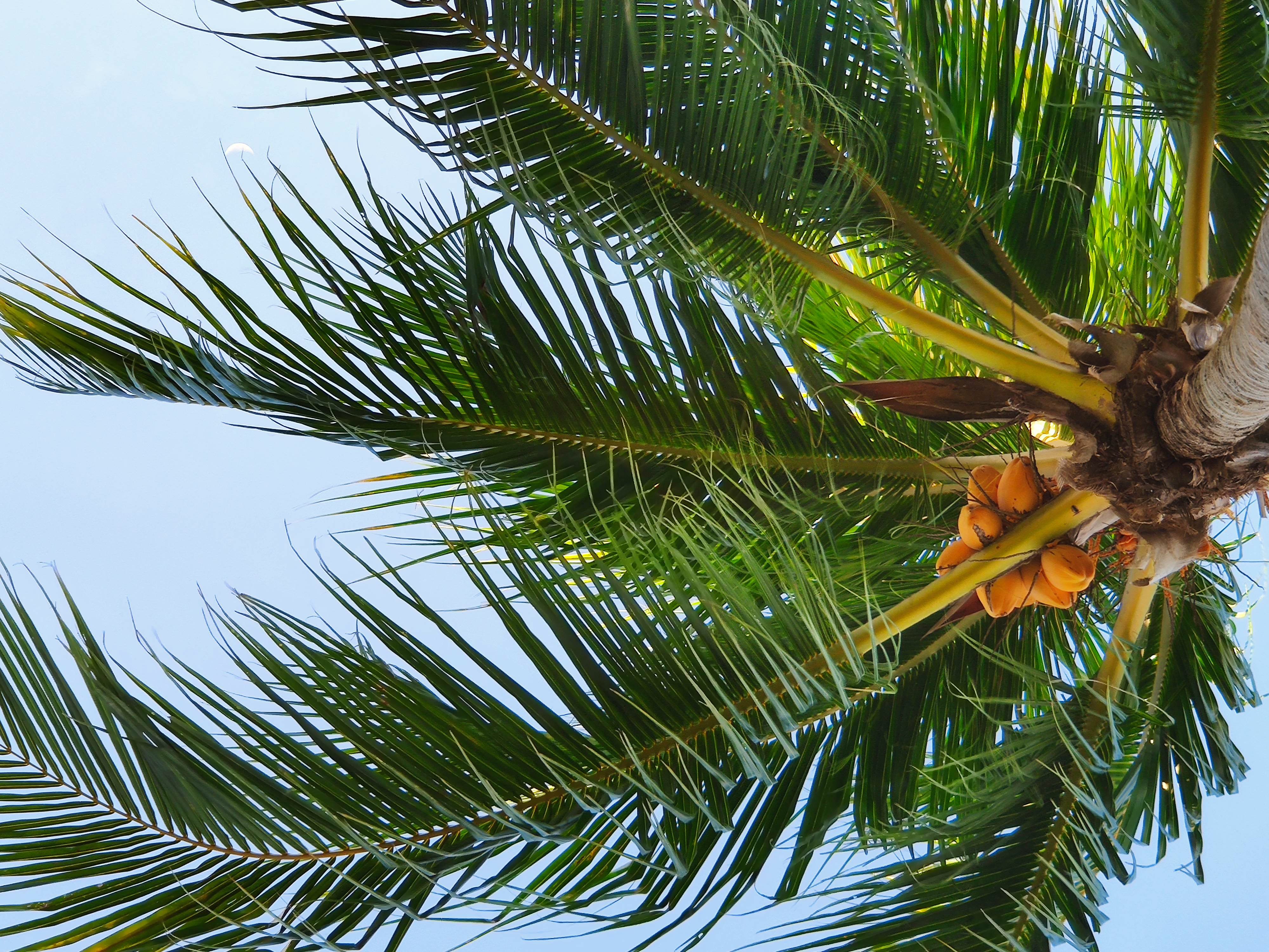 Coconut-tree Palm Tree Tropics