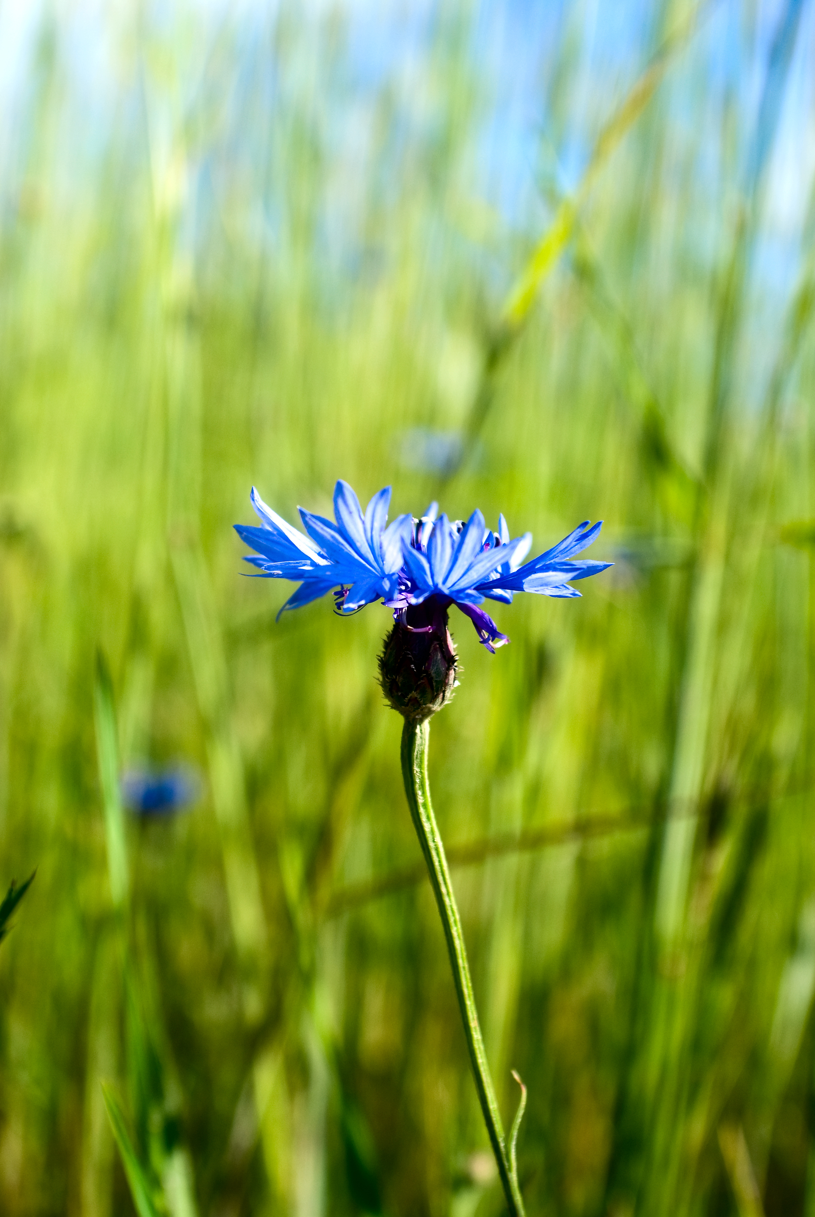 Cornflower Flower Plant Macro