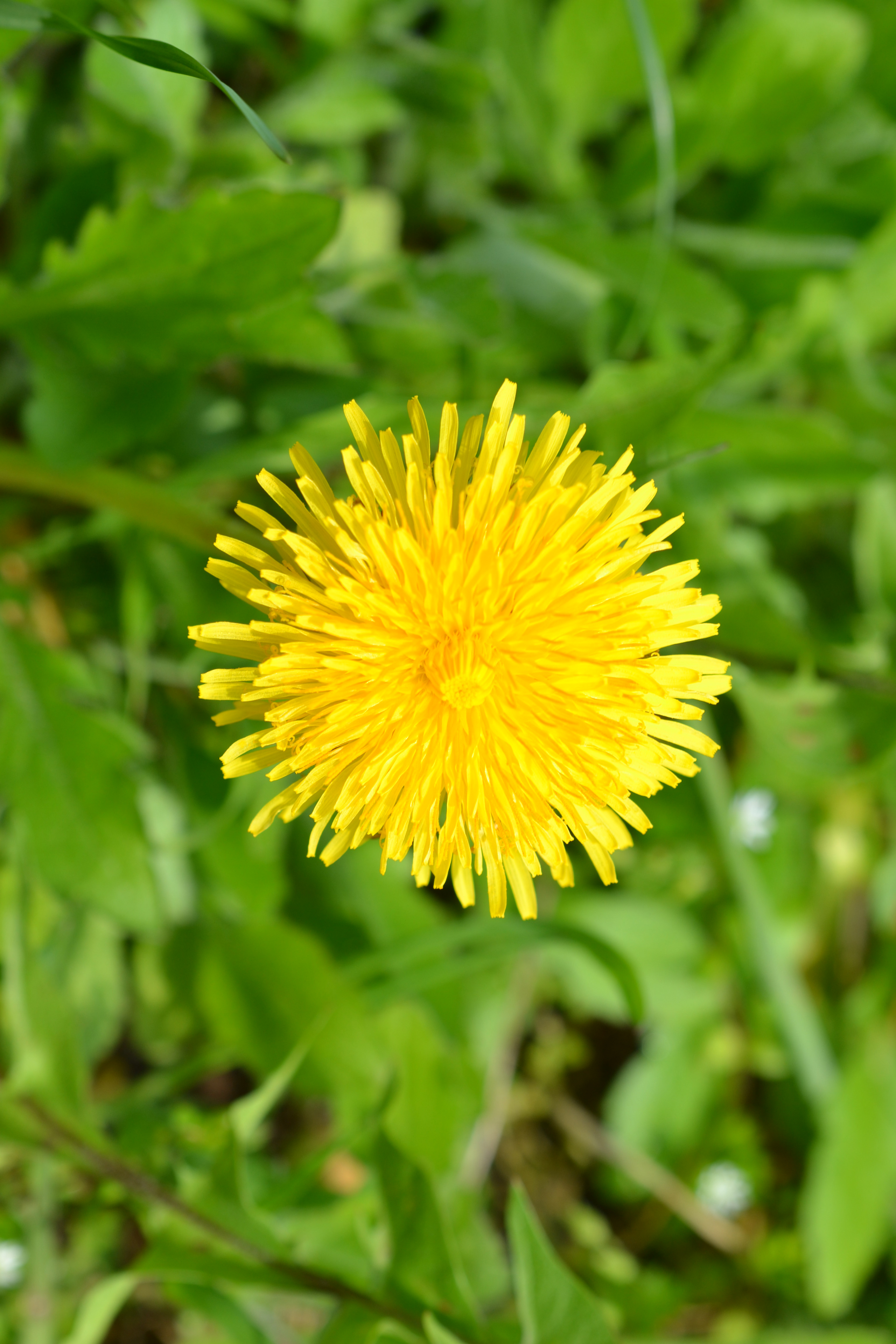 Dandelion Flower Plant Yellow Macro