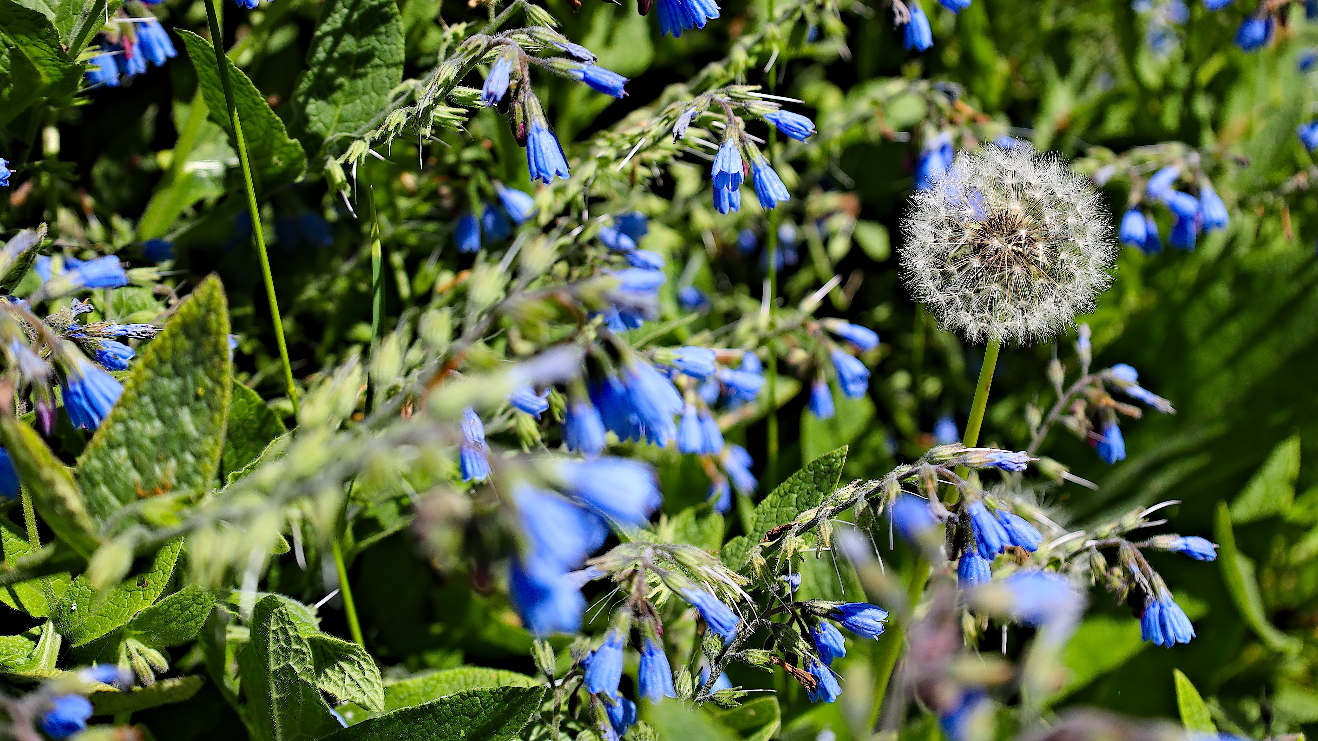 Dandelion Flowers Plants Macro