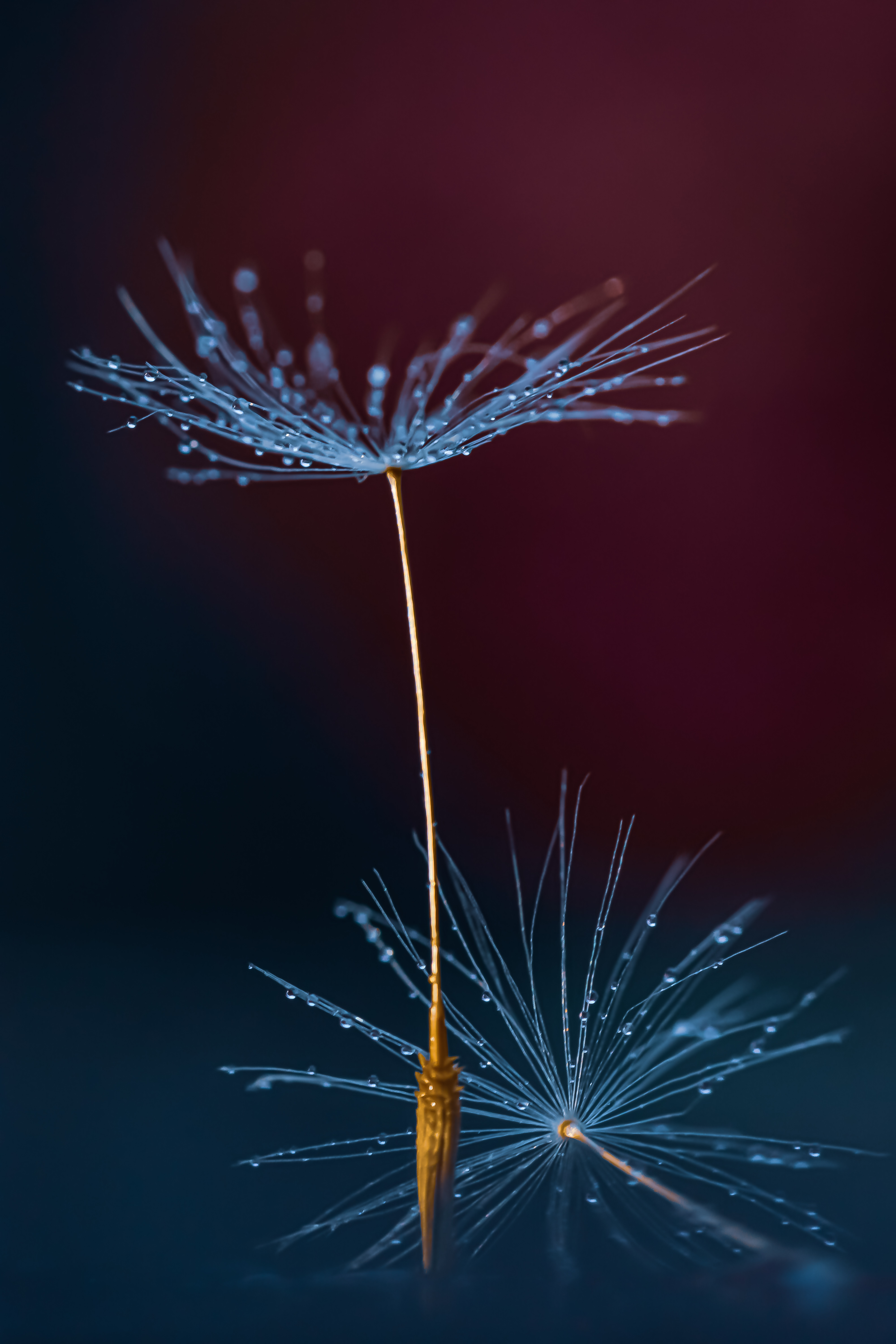 Dandelion Fluff Drops Macro