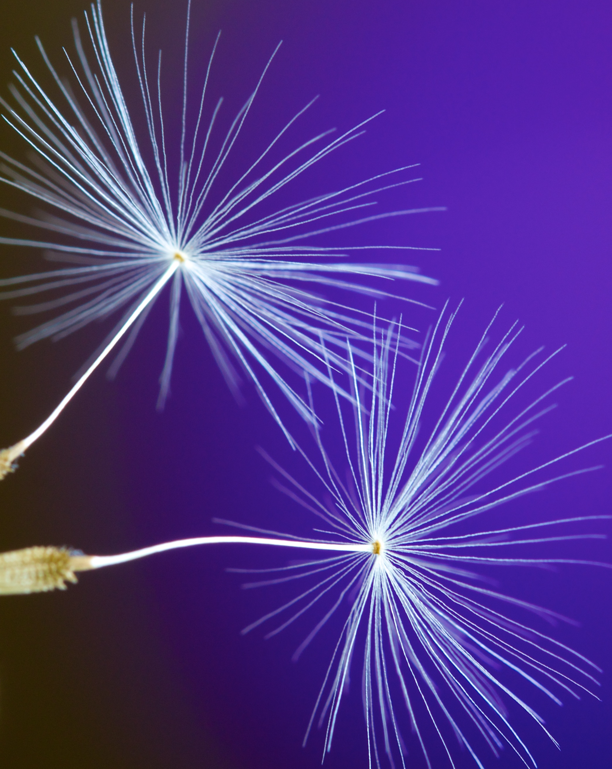 Dandelion Fluff Macro Focus Purple