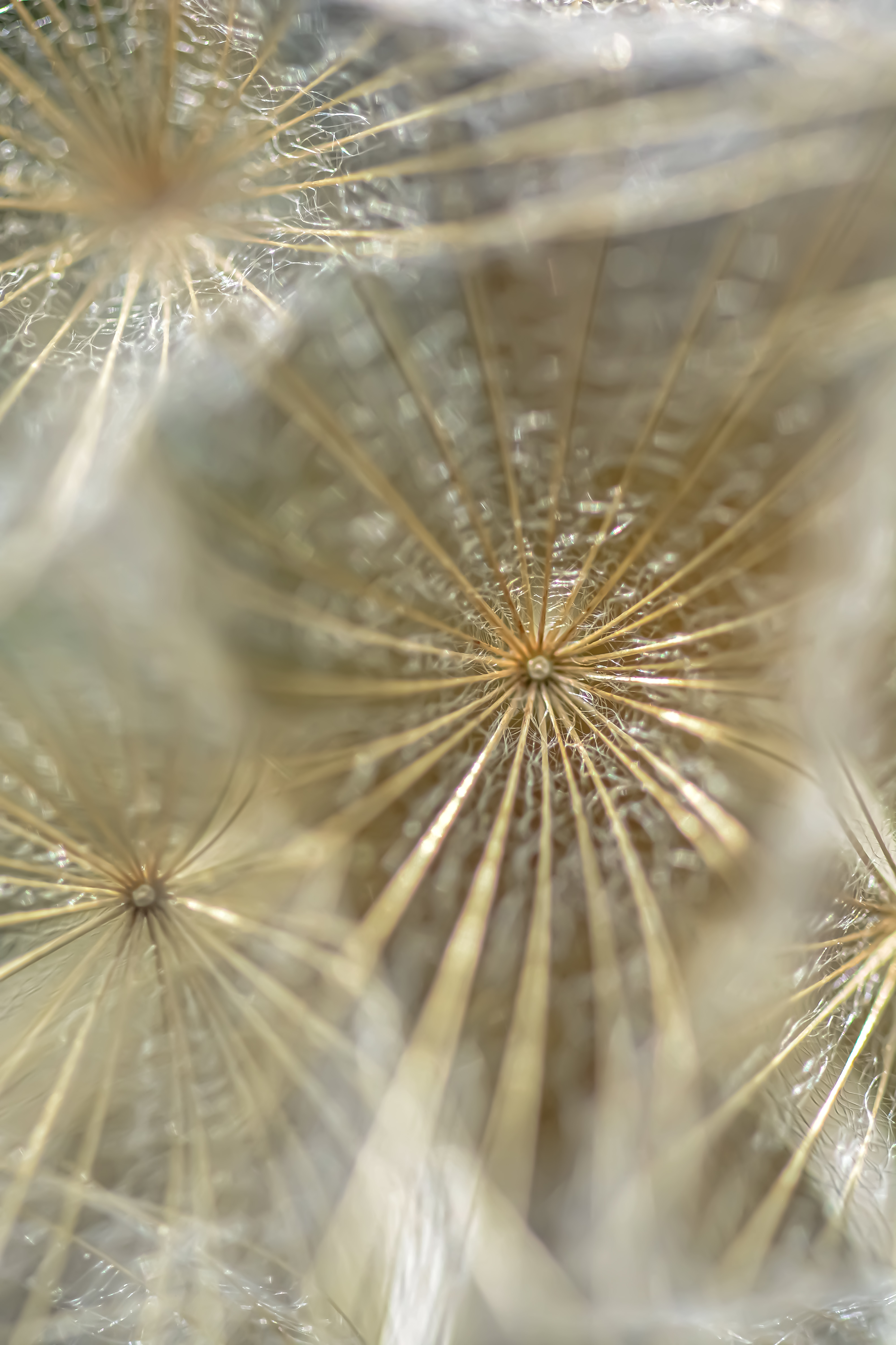 Dandelion Fluff Macro Light