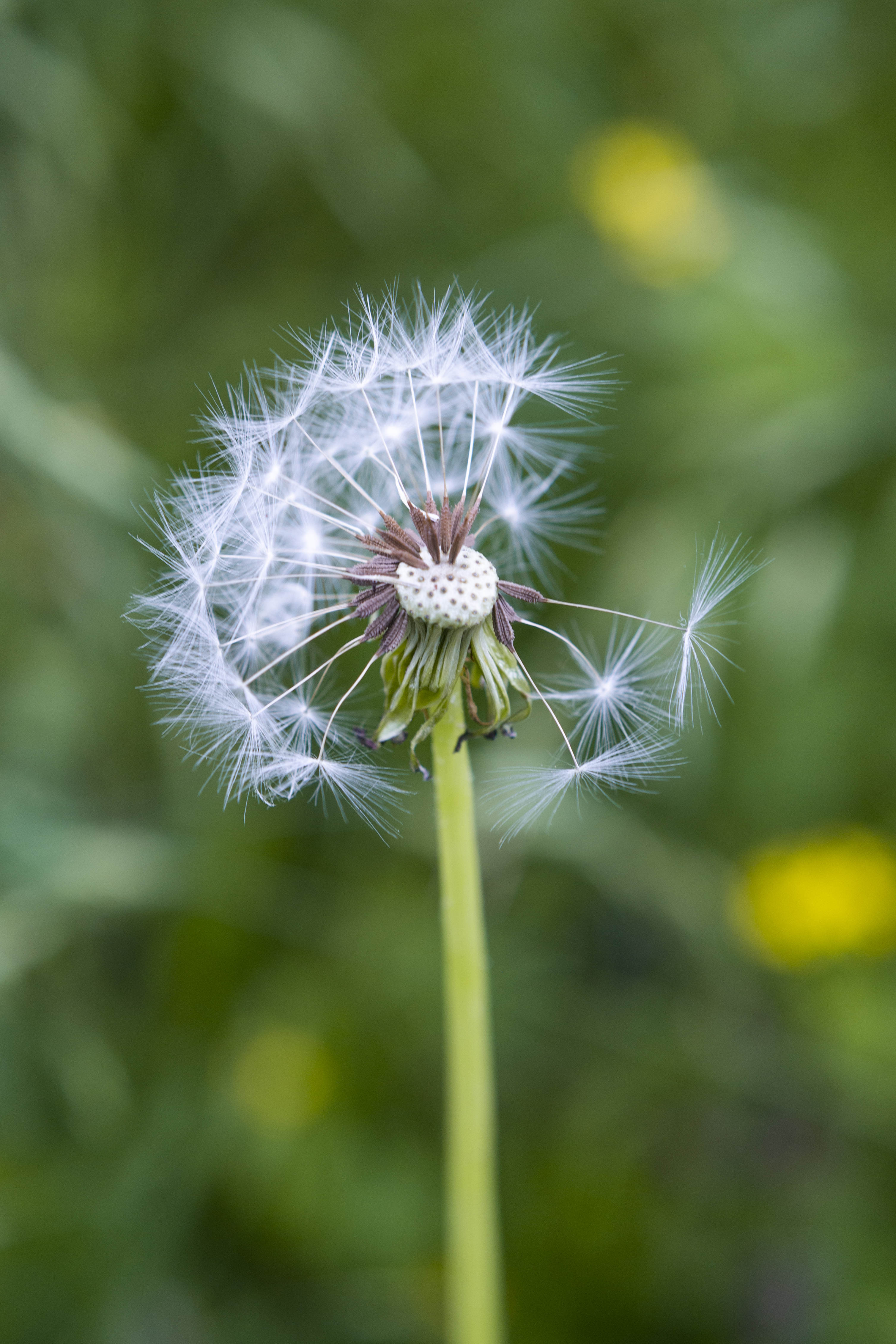 Dandelion Plant Macro