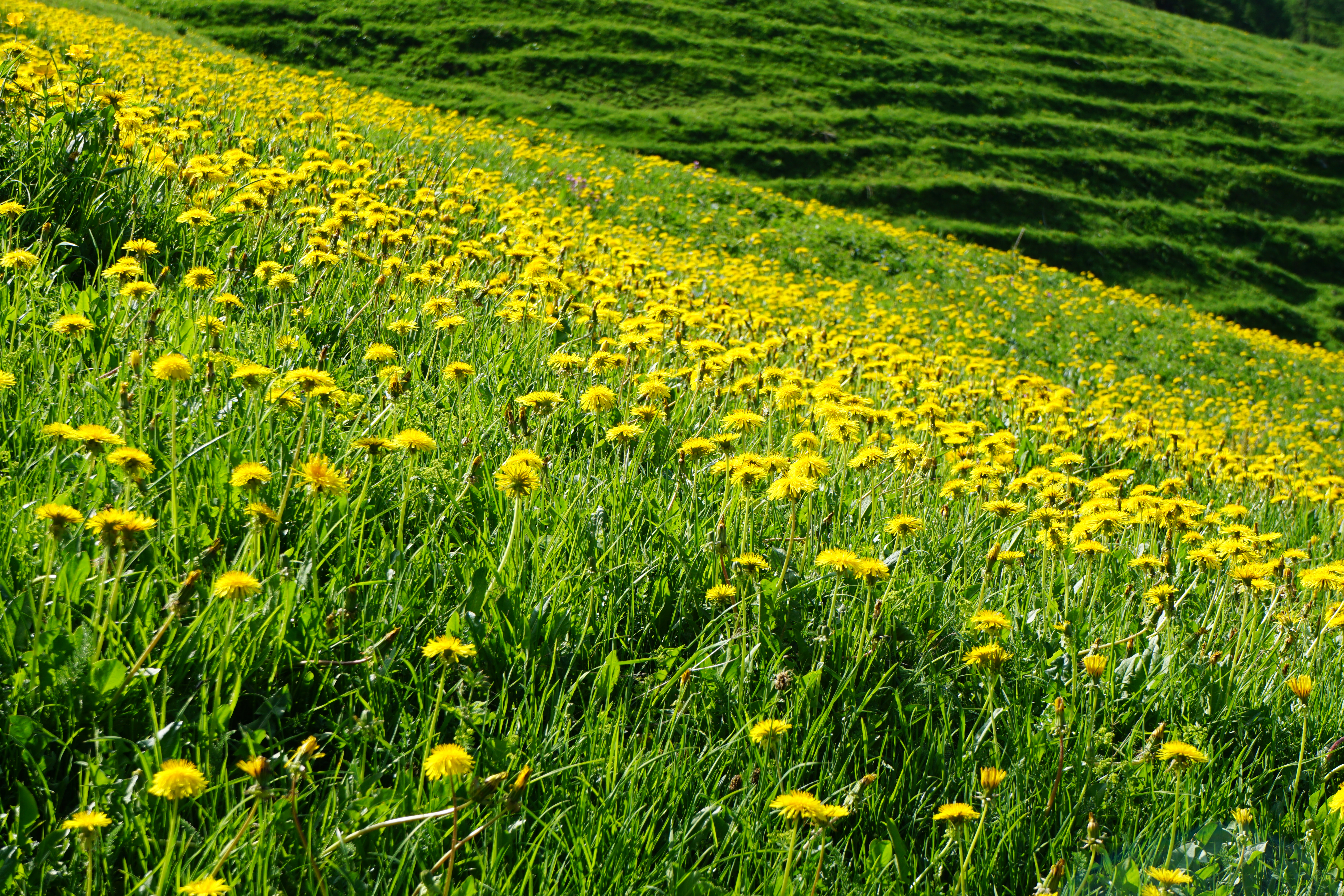 Dandelions Flowers Field Hill Nature