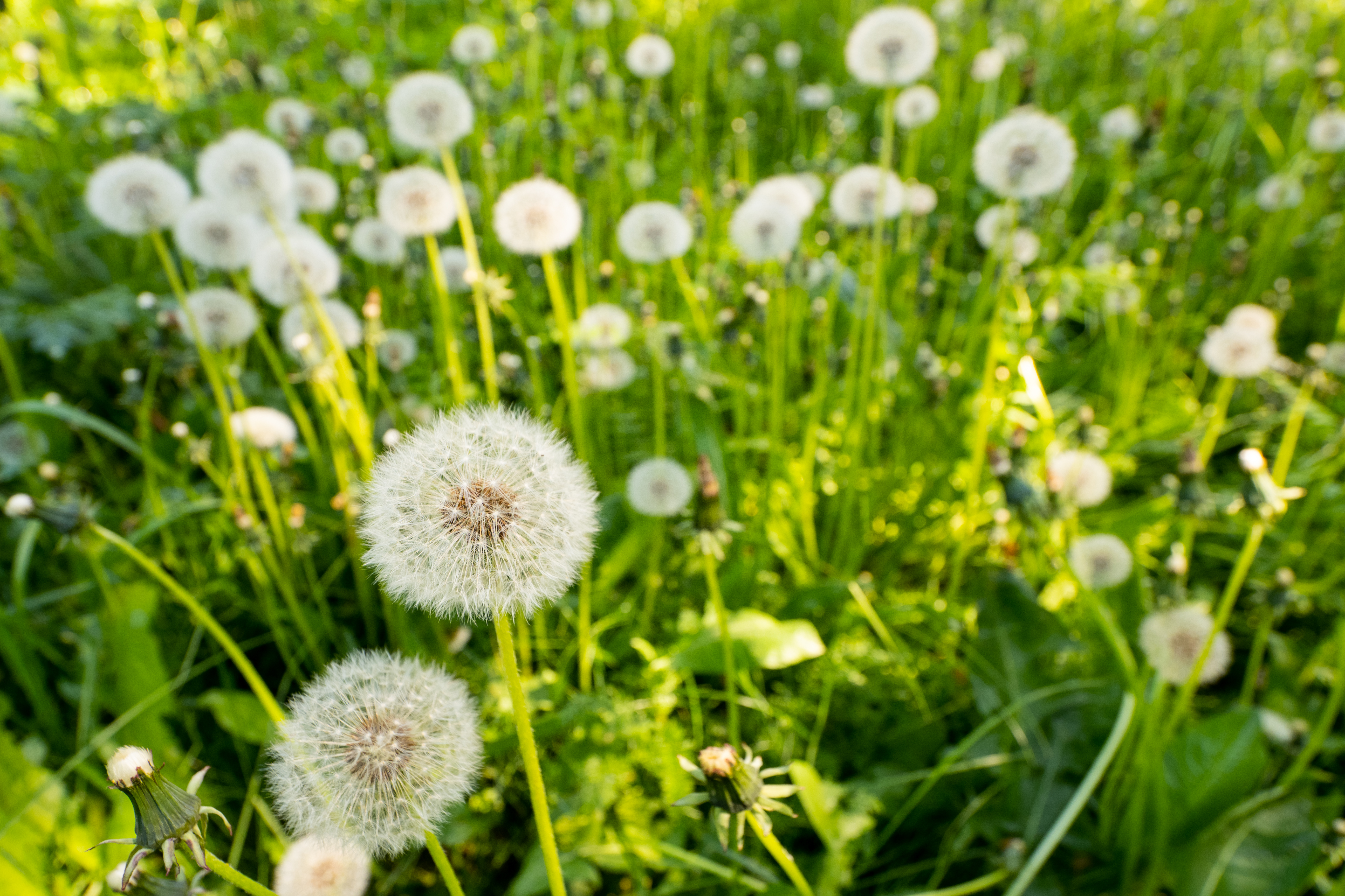 Dandelions Plants Macro Green