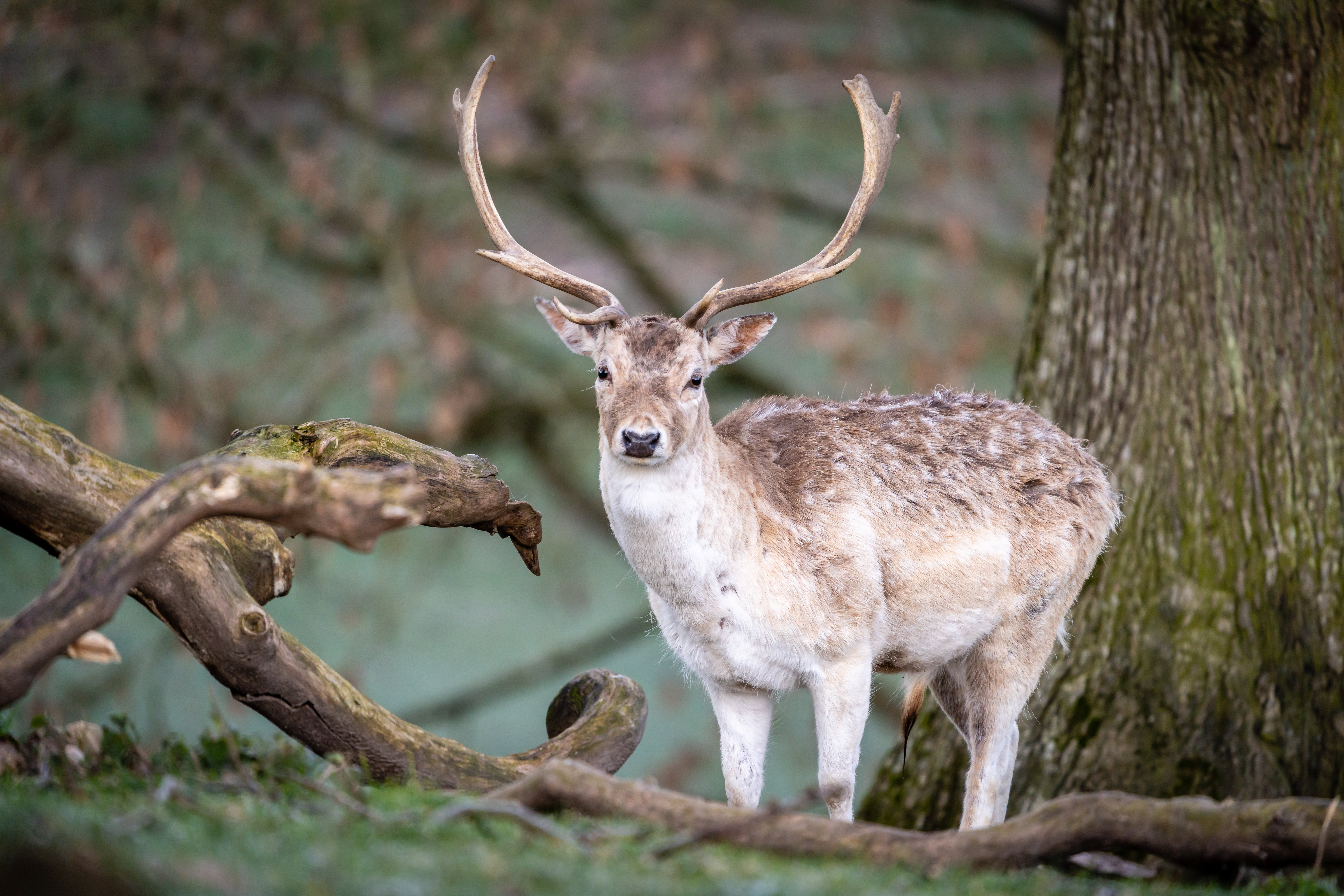 Deer Animal Antlers Glance Wildlife