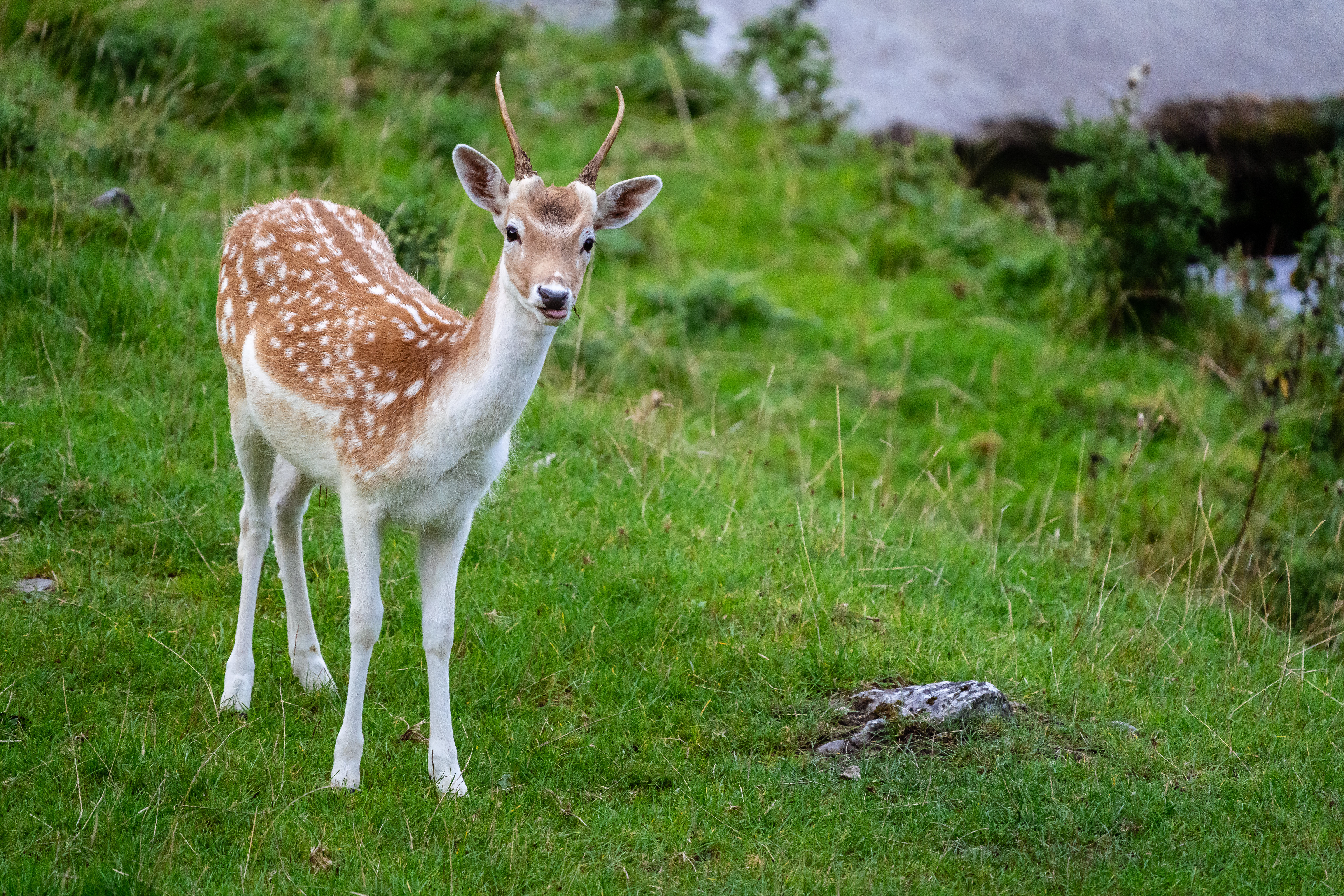 Deer Animal Cub Antlers Wildlife