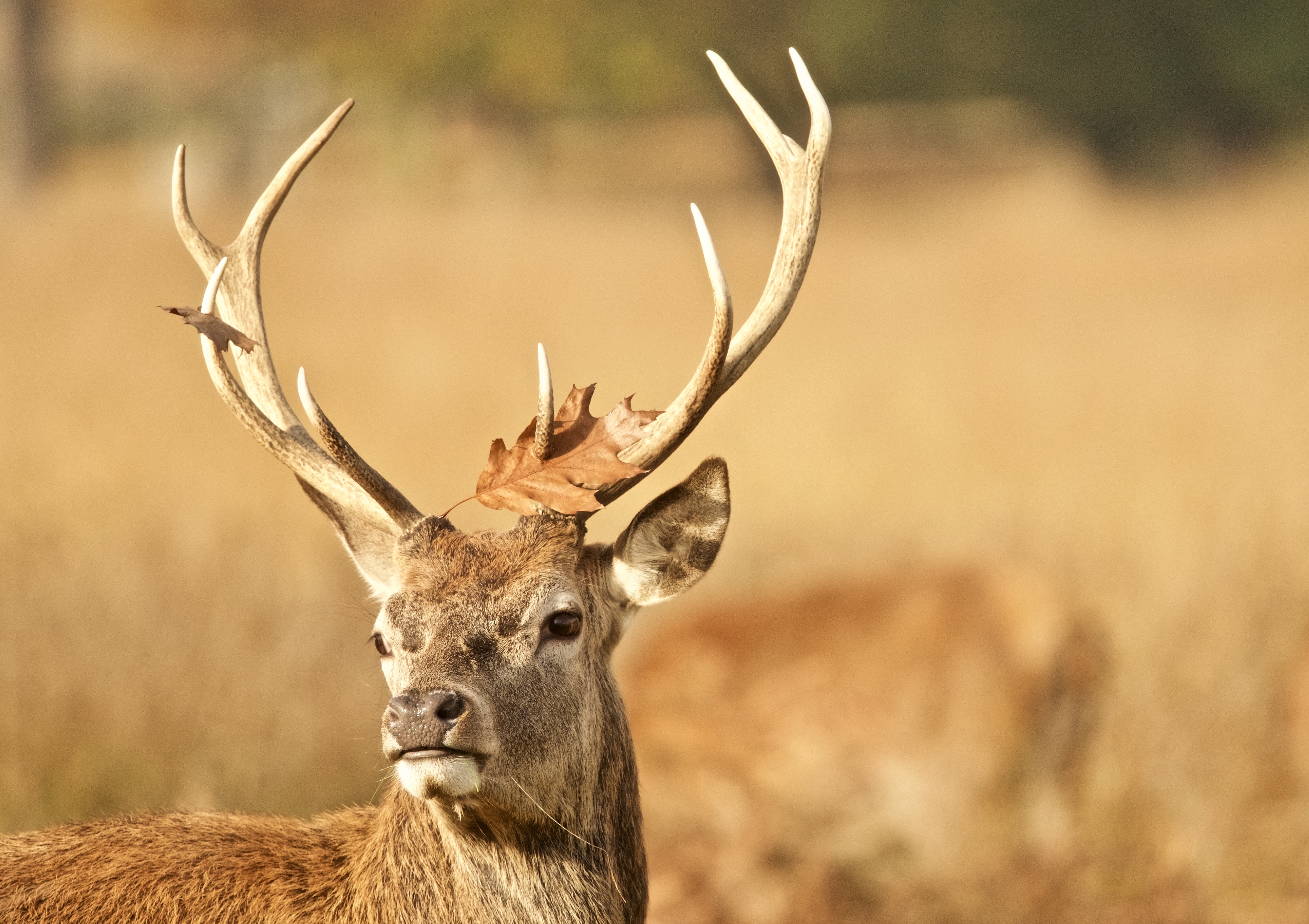 Deer Antler Animal Leaf Autumn Wildlife