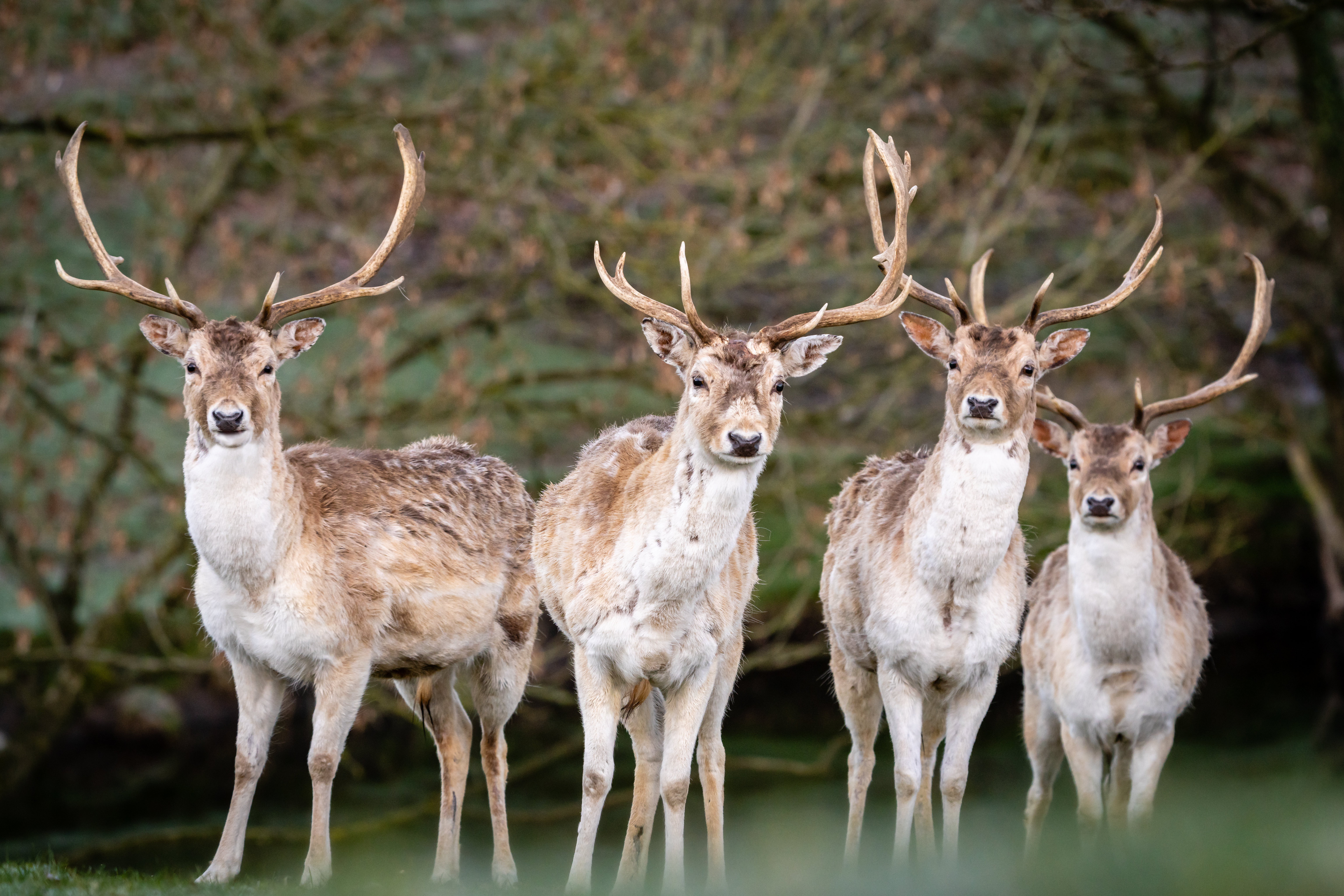 Deer Antlers Animal Glance Wildlife