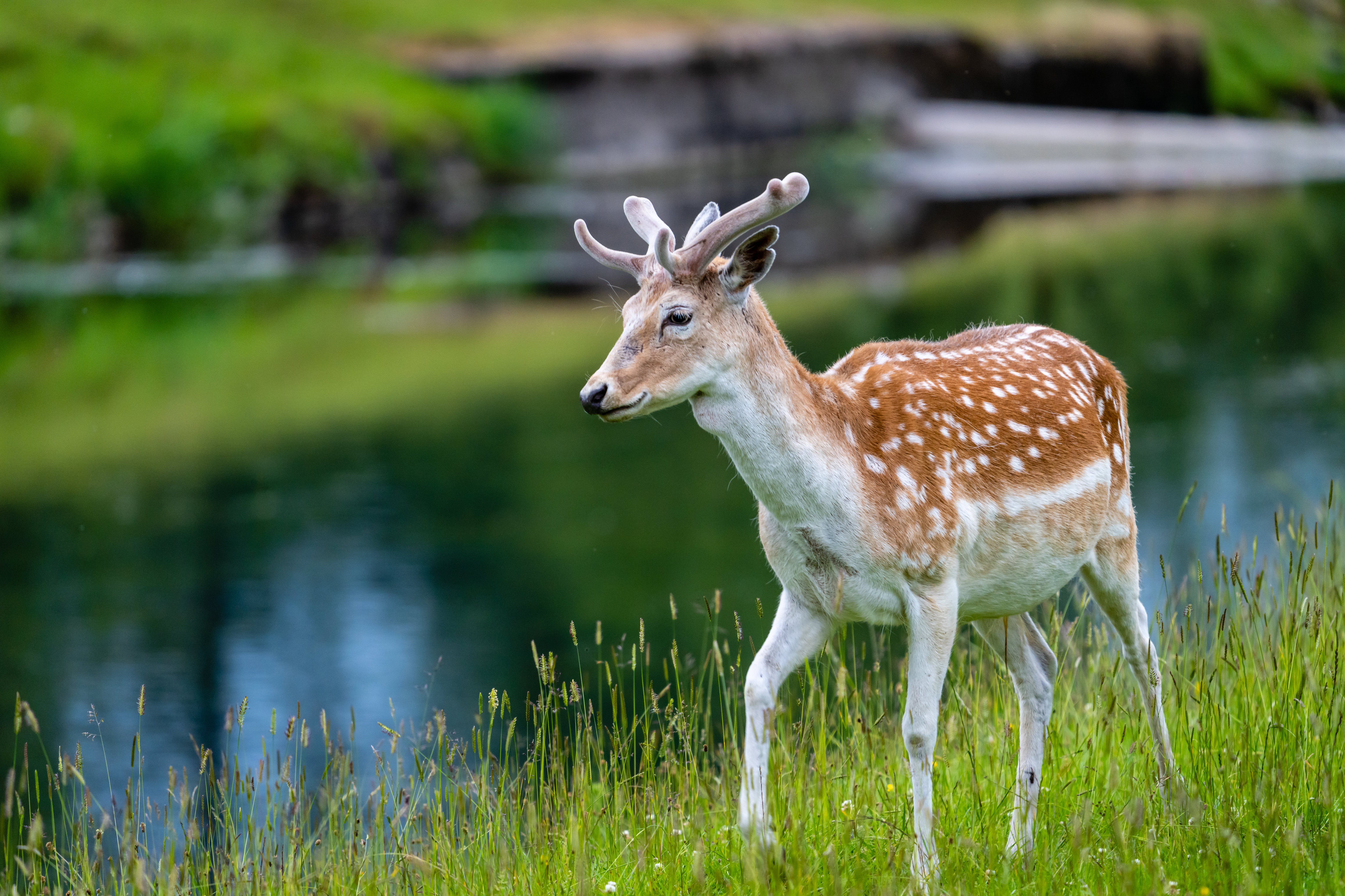 Deer Grass Lake Wildlife