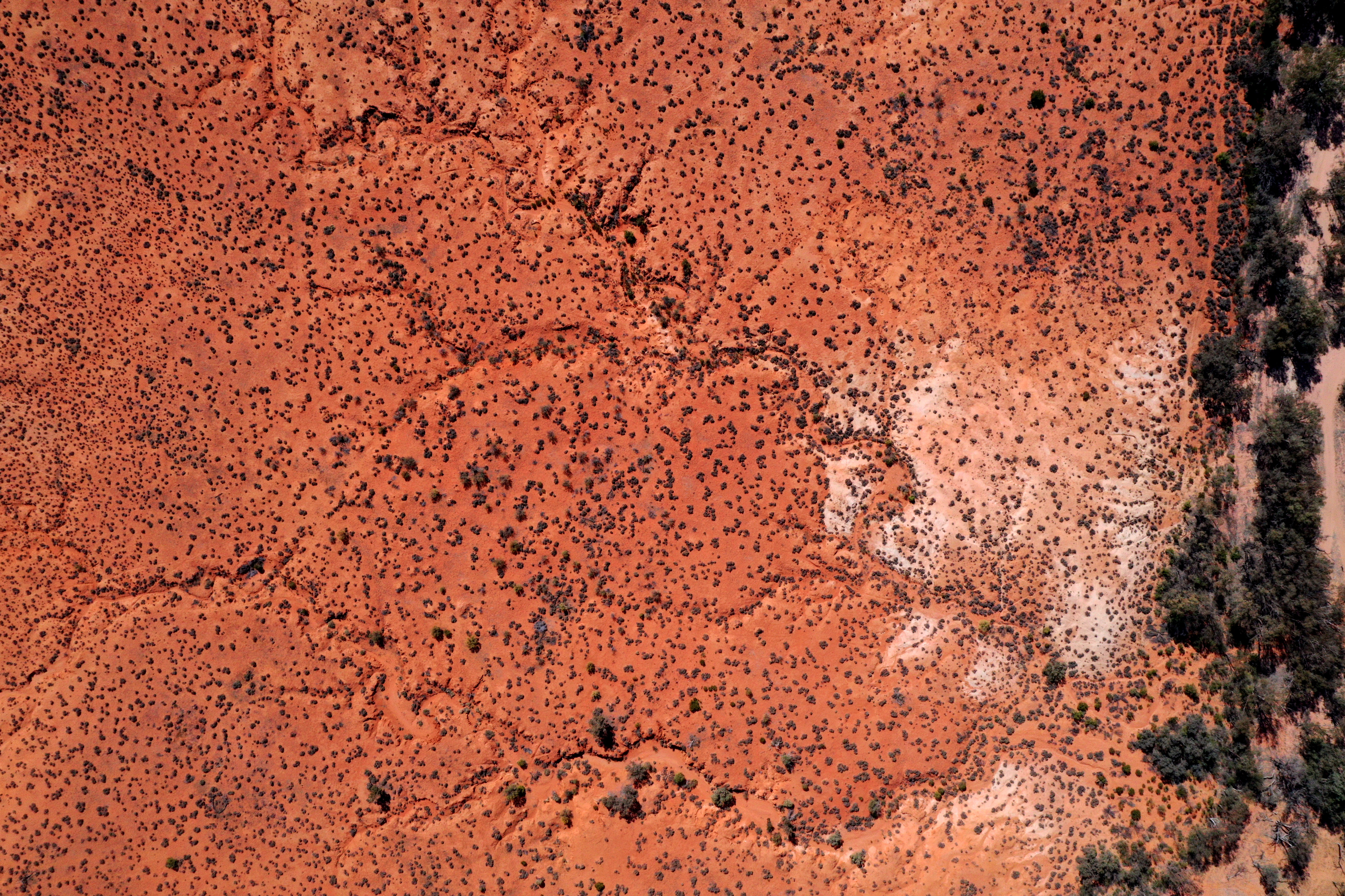 Desert Trees Aerial-view Brown