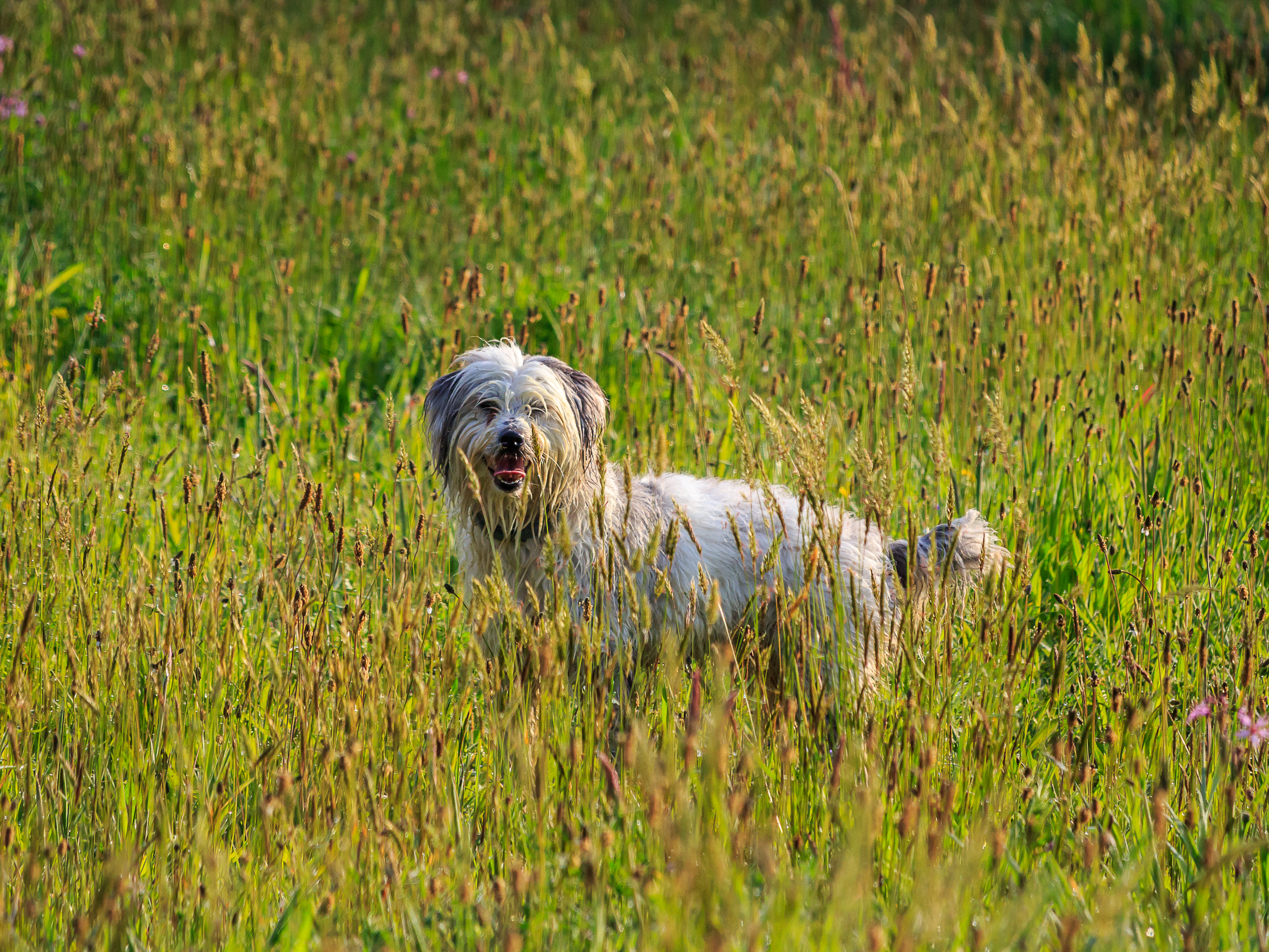 Dog Animal Pet Protruding-tongue Grass