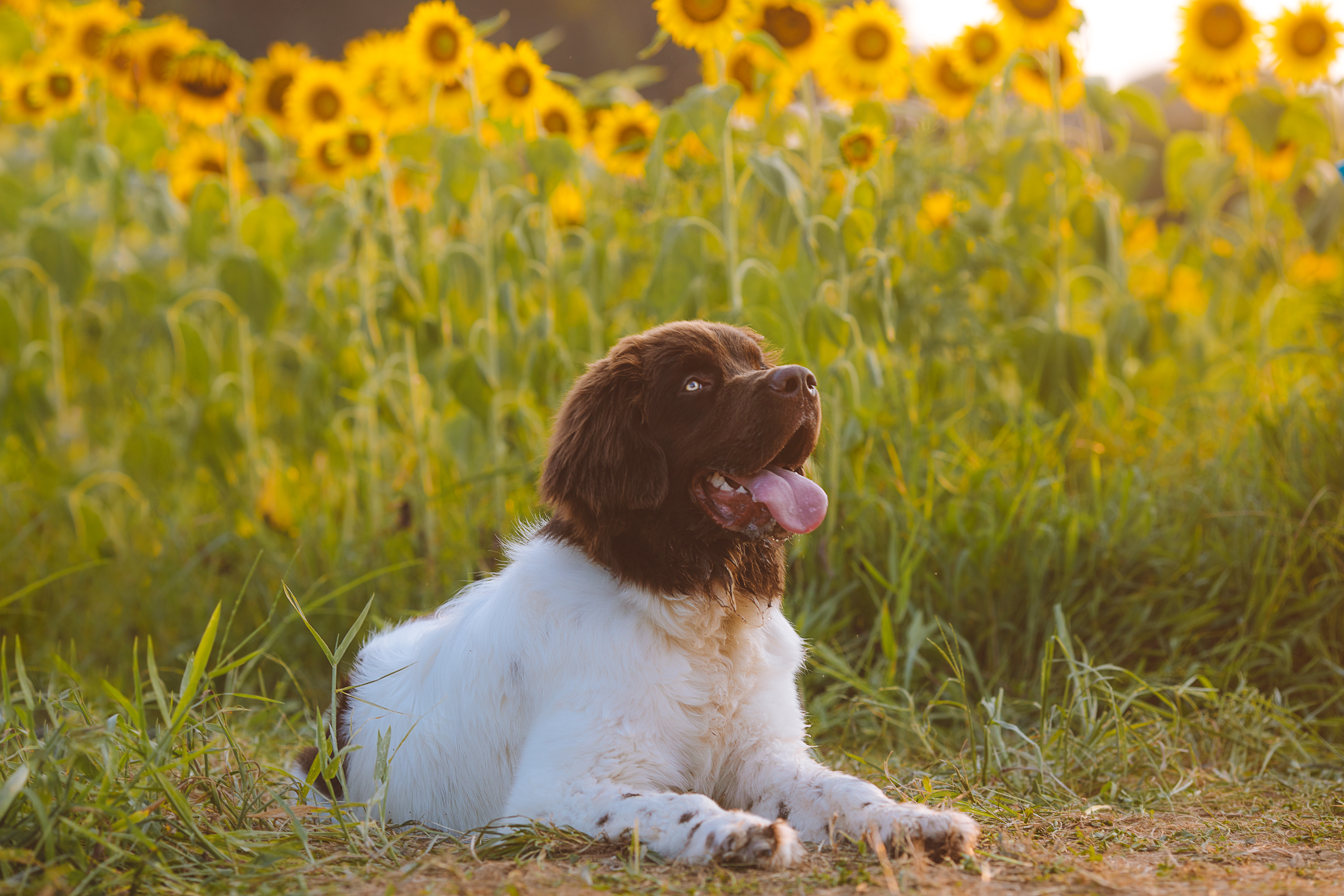Dog Animal Pet Protruding-tongue Sunflowers Field
