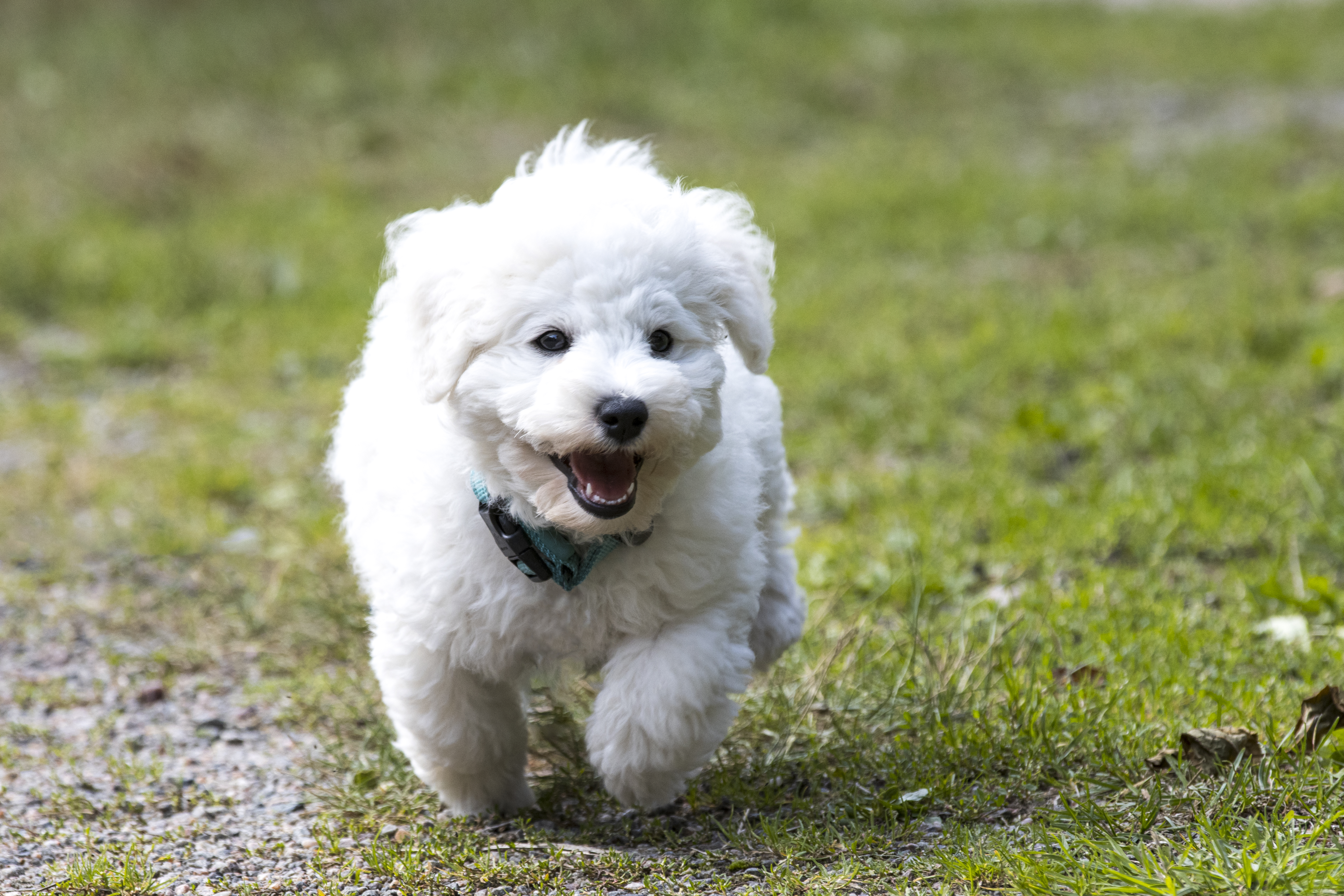 Dog Puppy Fluffy Run