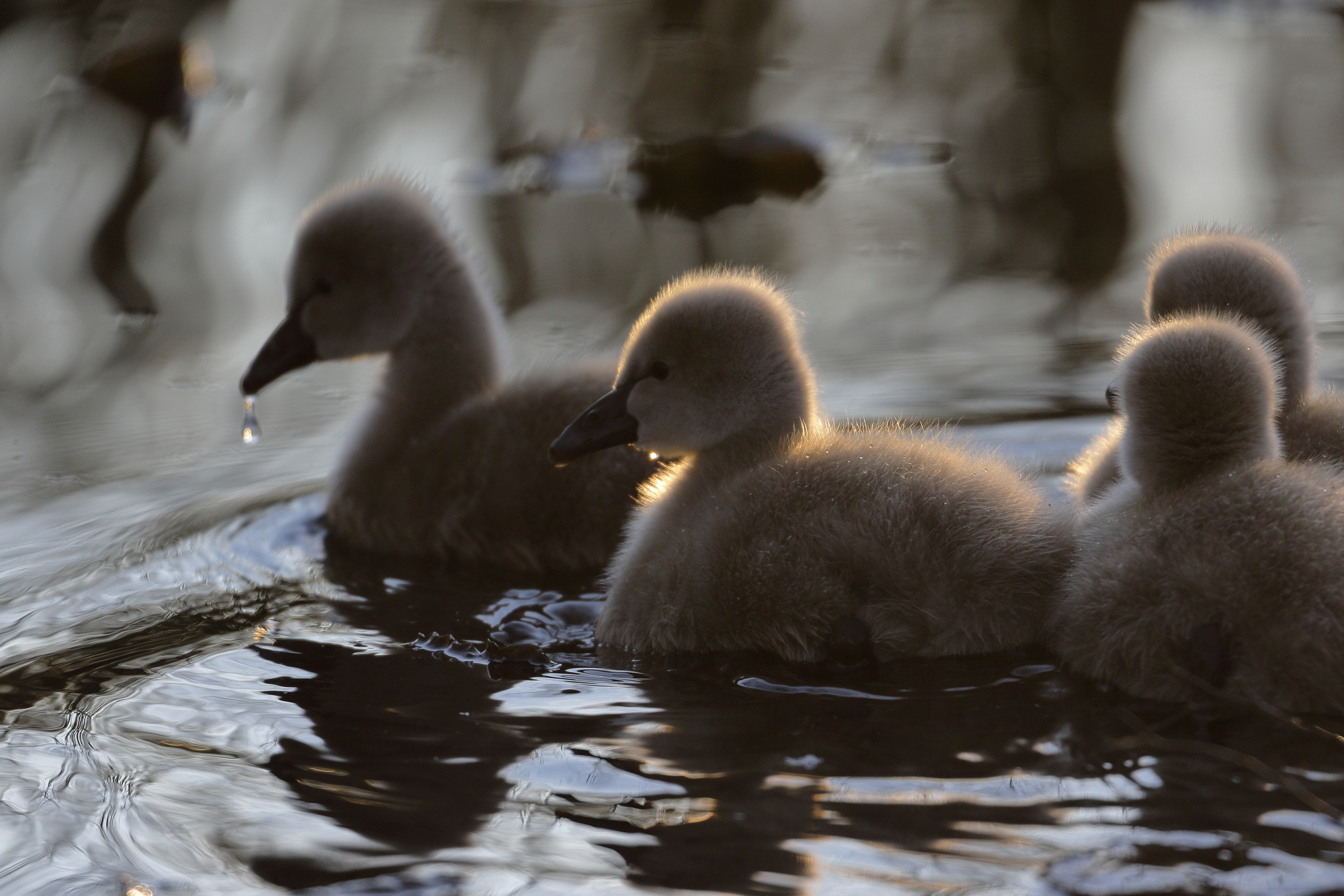 Ducklings Ducks Birds Water Fluffy