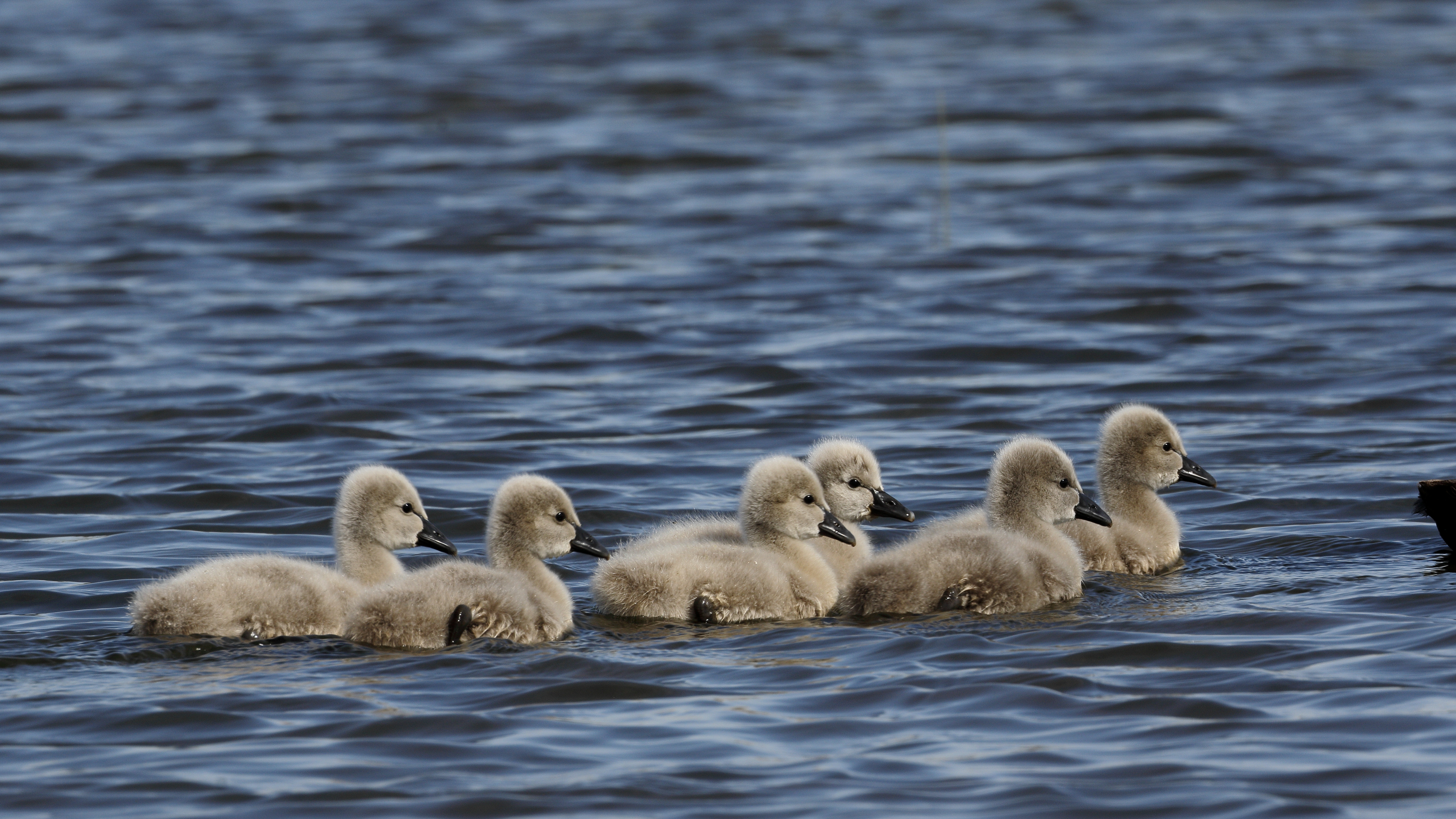 Ducklings Ducks Birds Water Waves