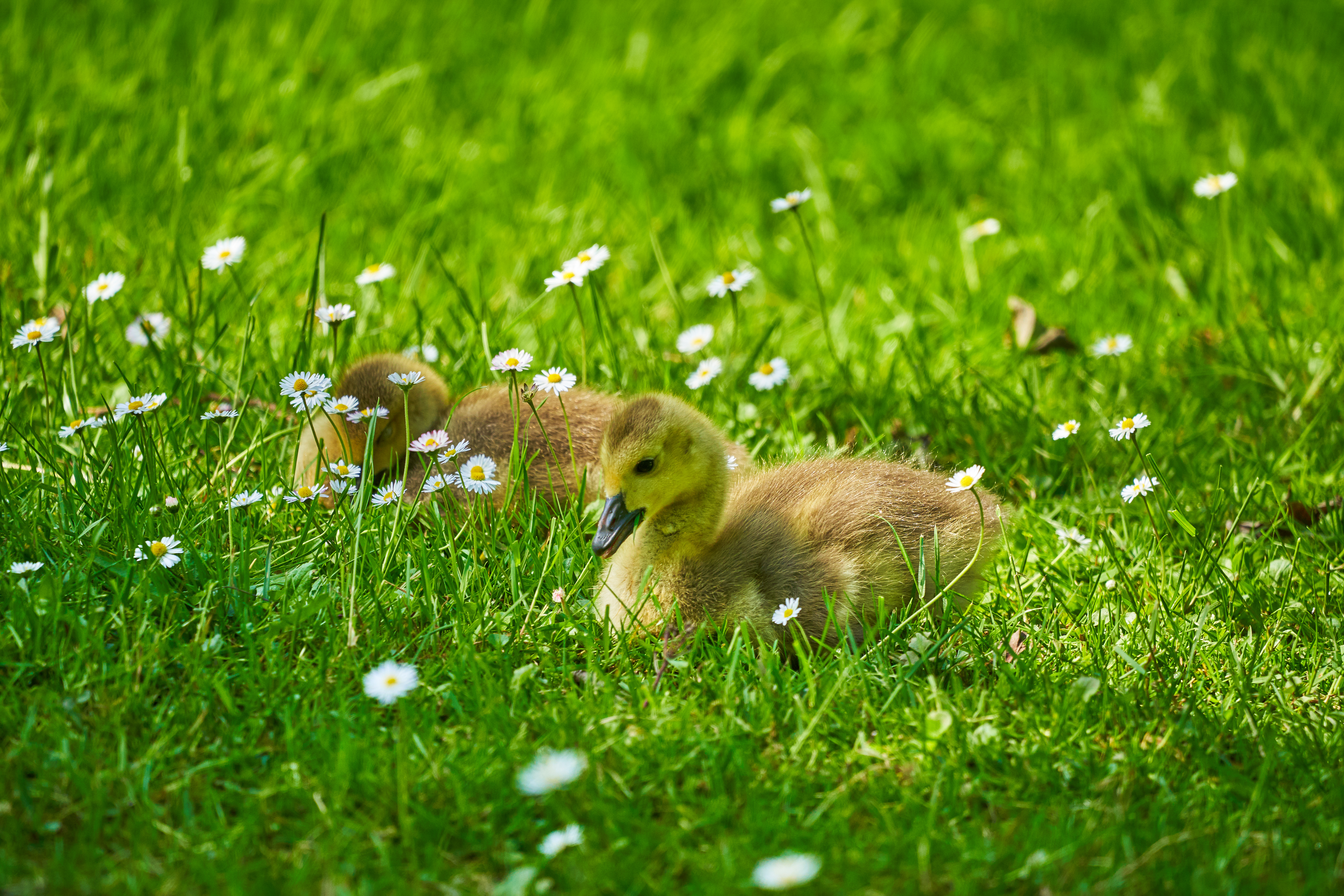 Ducklings Grass Flowers Greenery