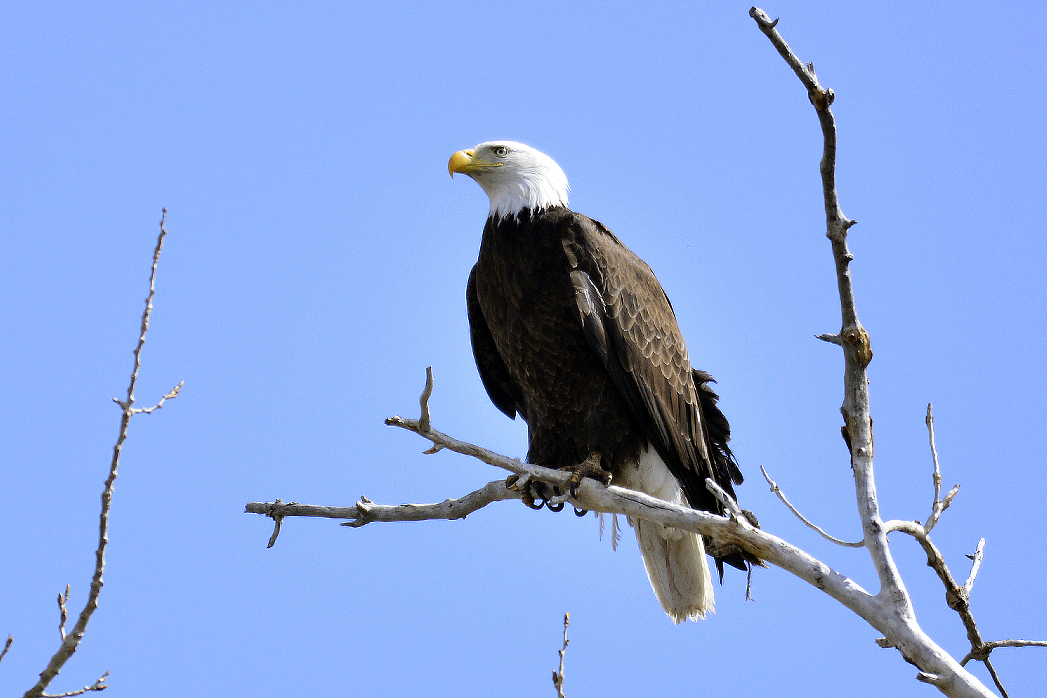 Eagle Bird Branches Tree Watching Wildlife