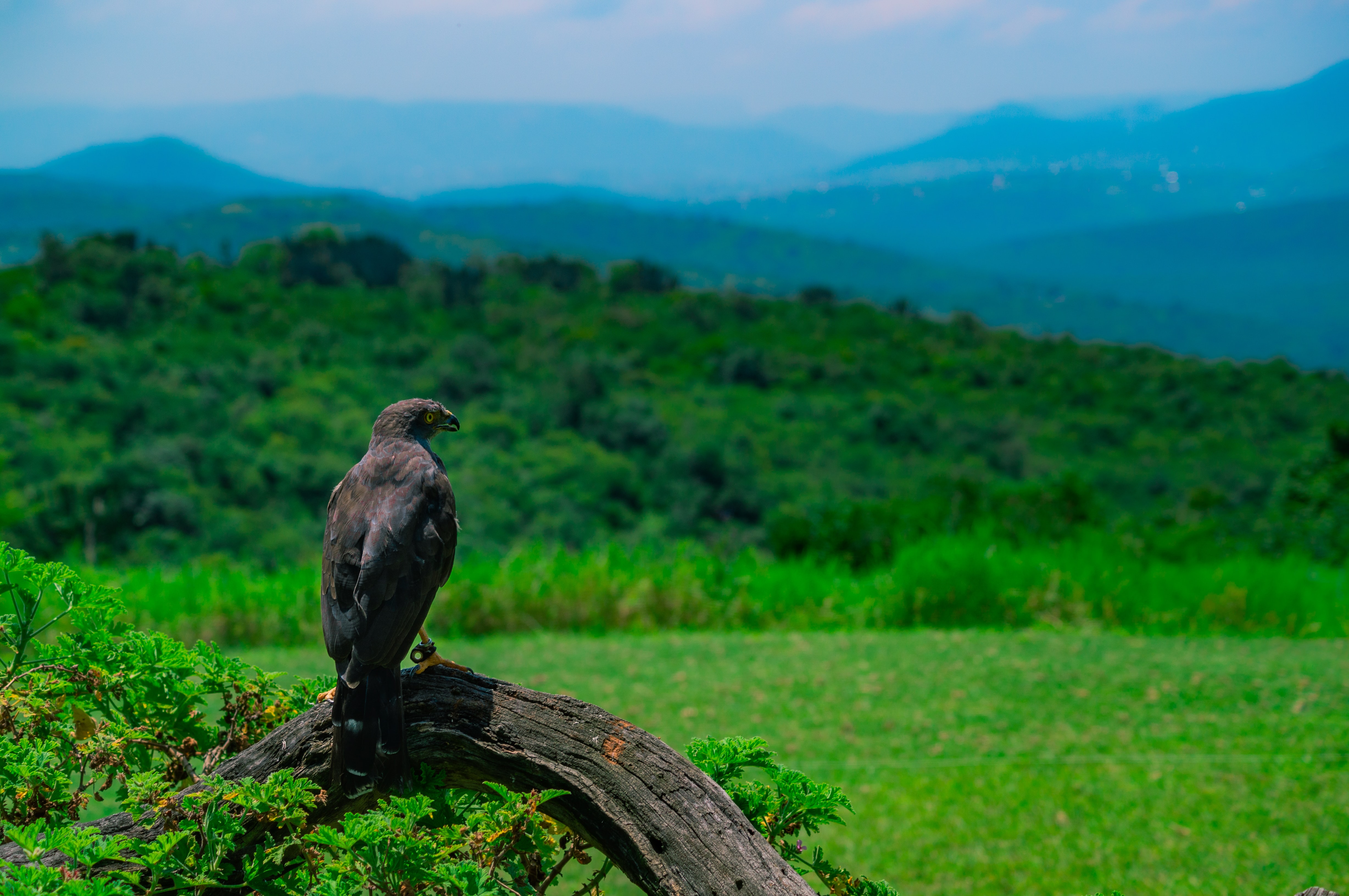 Eagle Bird Predator Wildlife