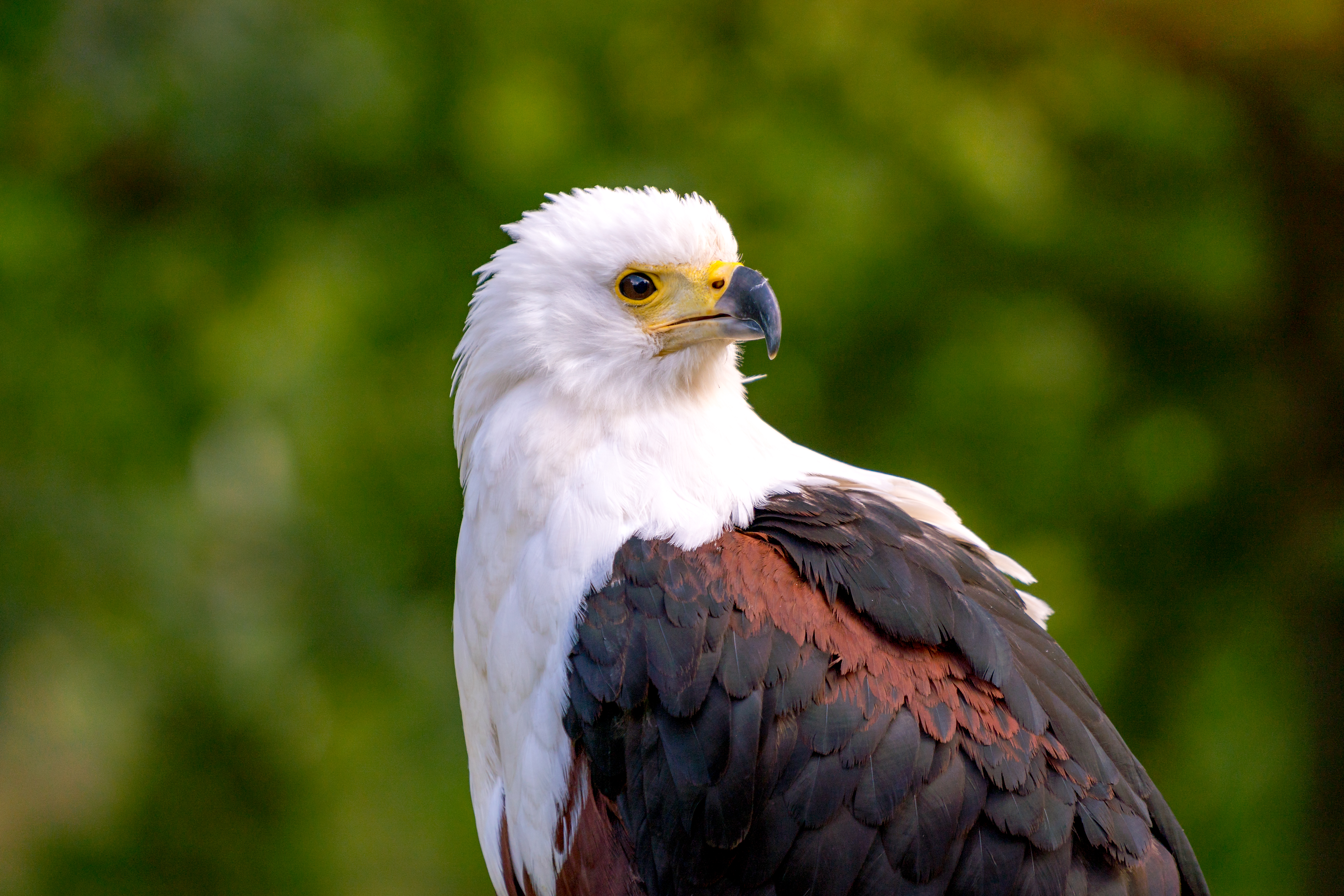 Eagle Bird Sight Wildlife