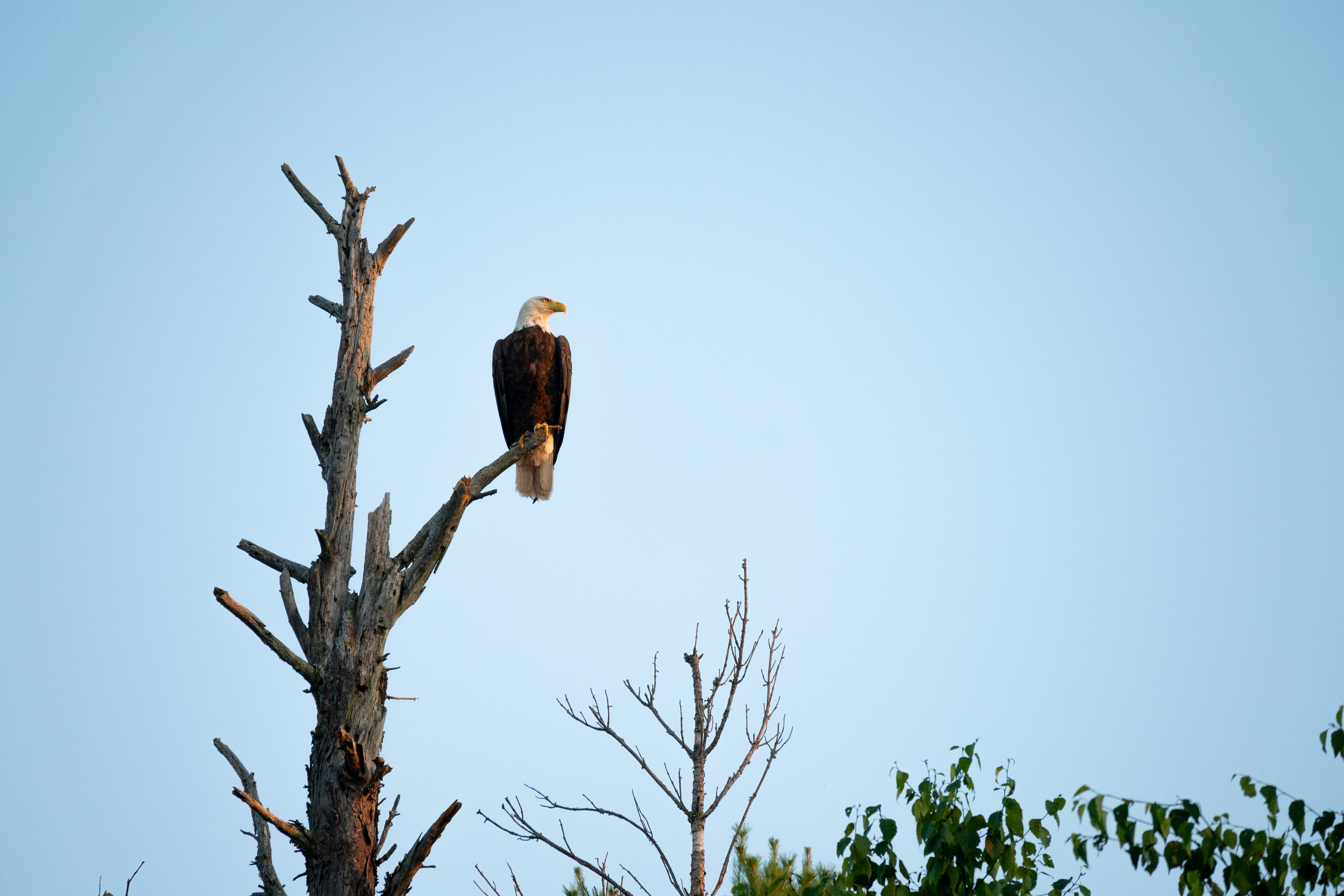 Eagle Bird Tree Watching Wildlife