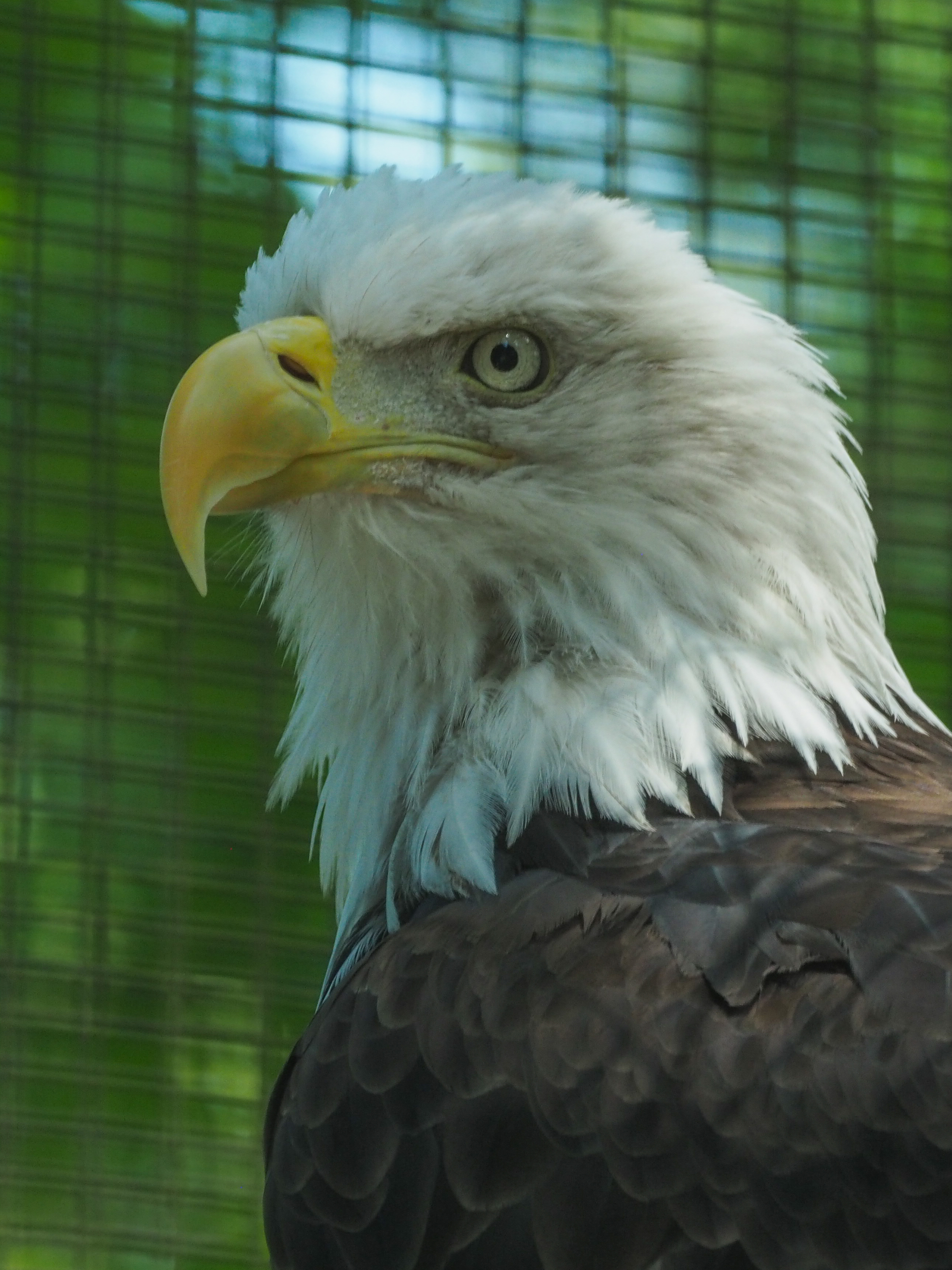 Eagle Glance Bird Beak Predator