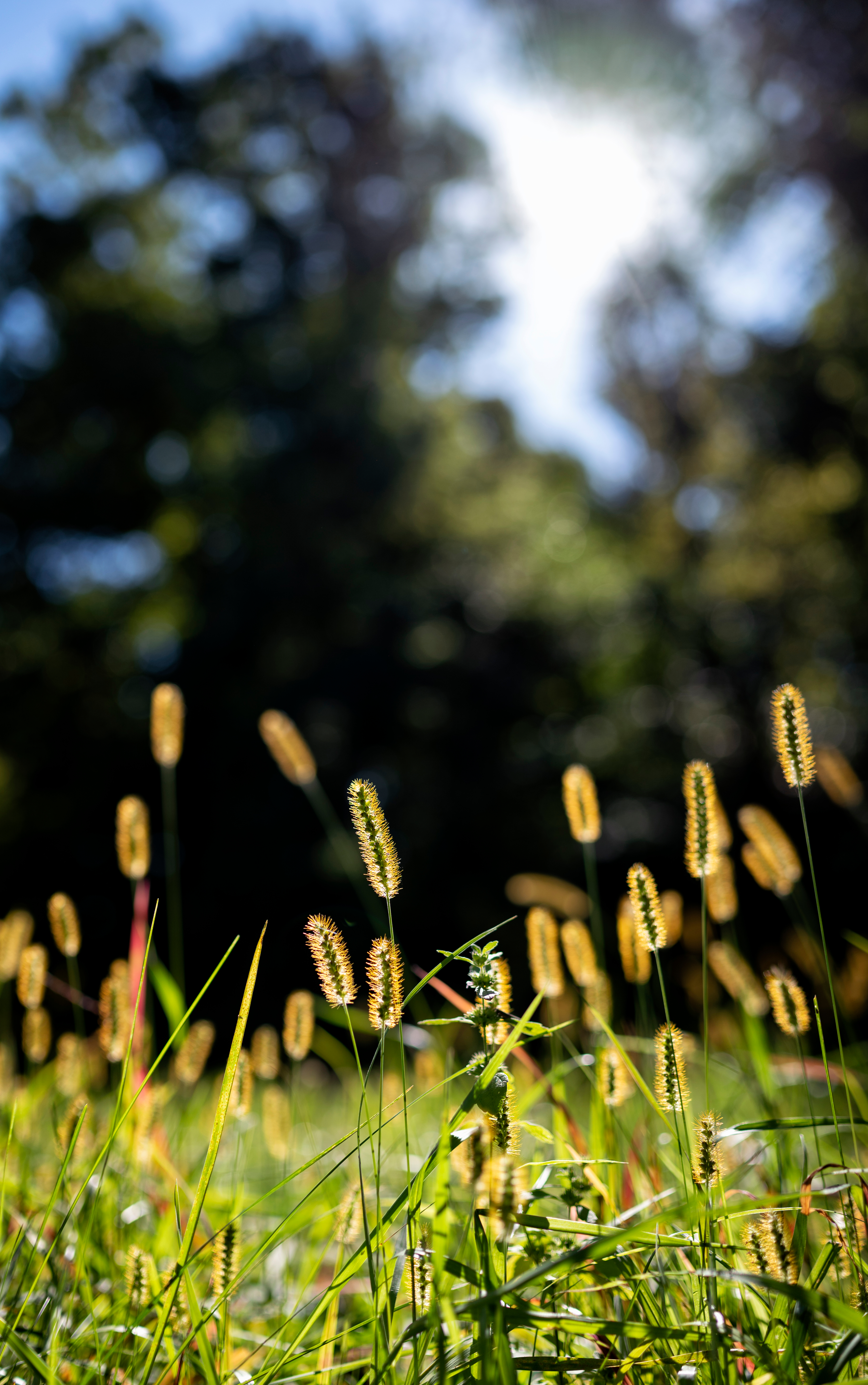 Ears Grass Field Nature