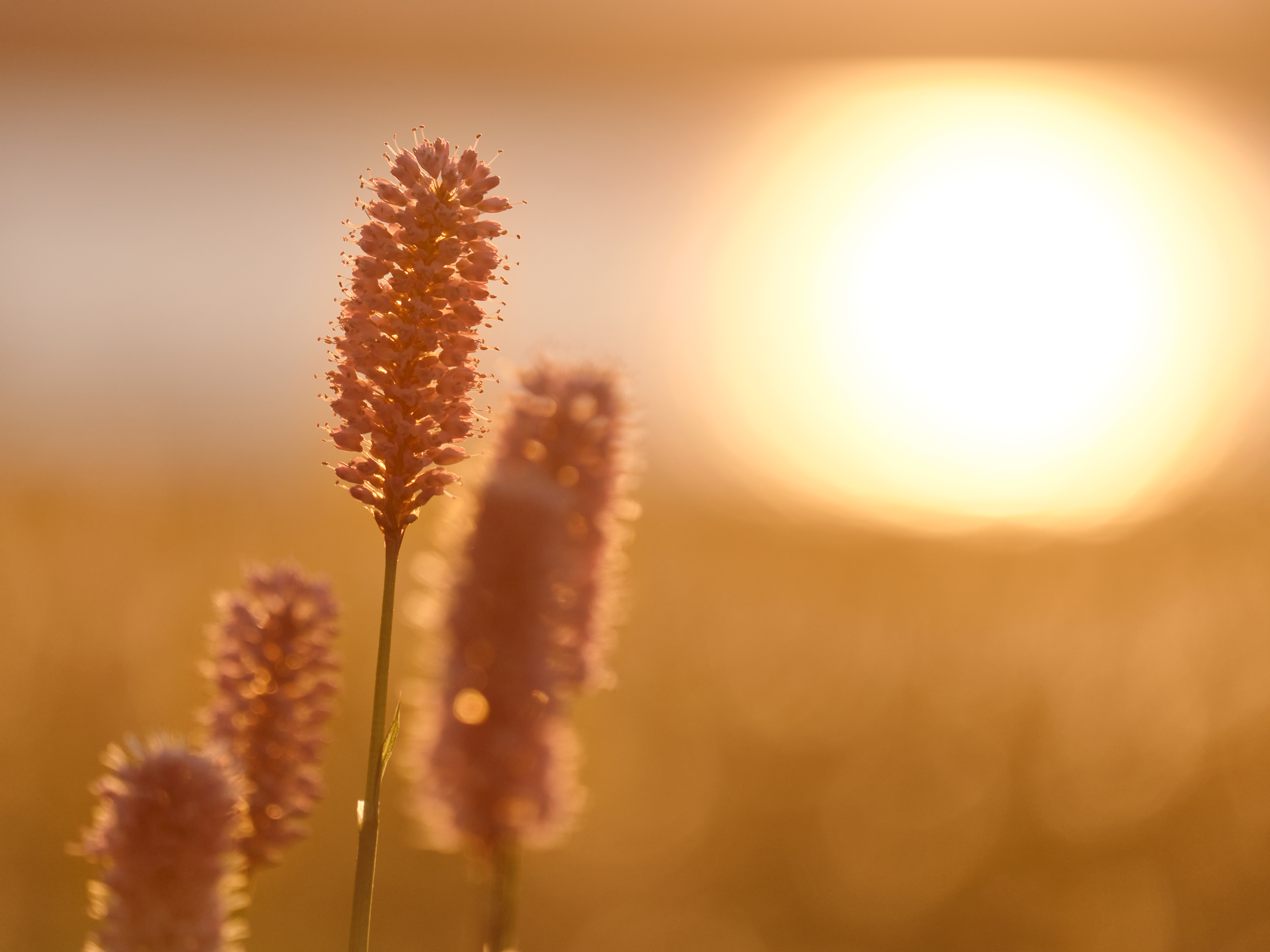 Ears Plant Light Sunset Macro