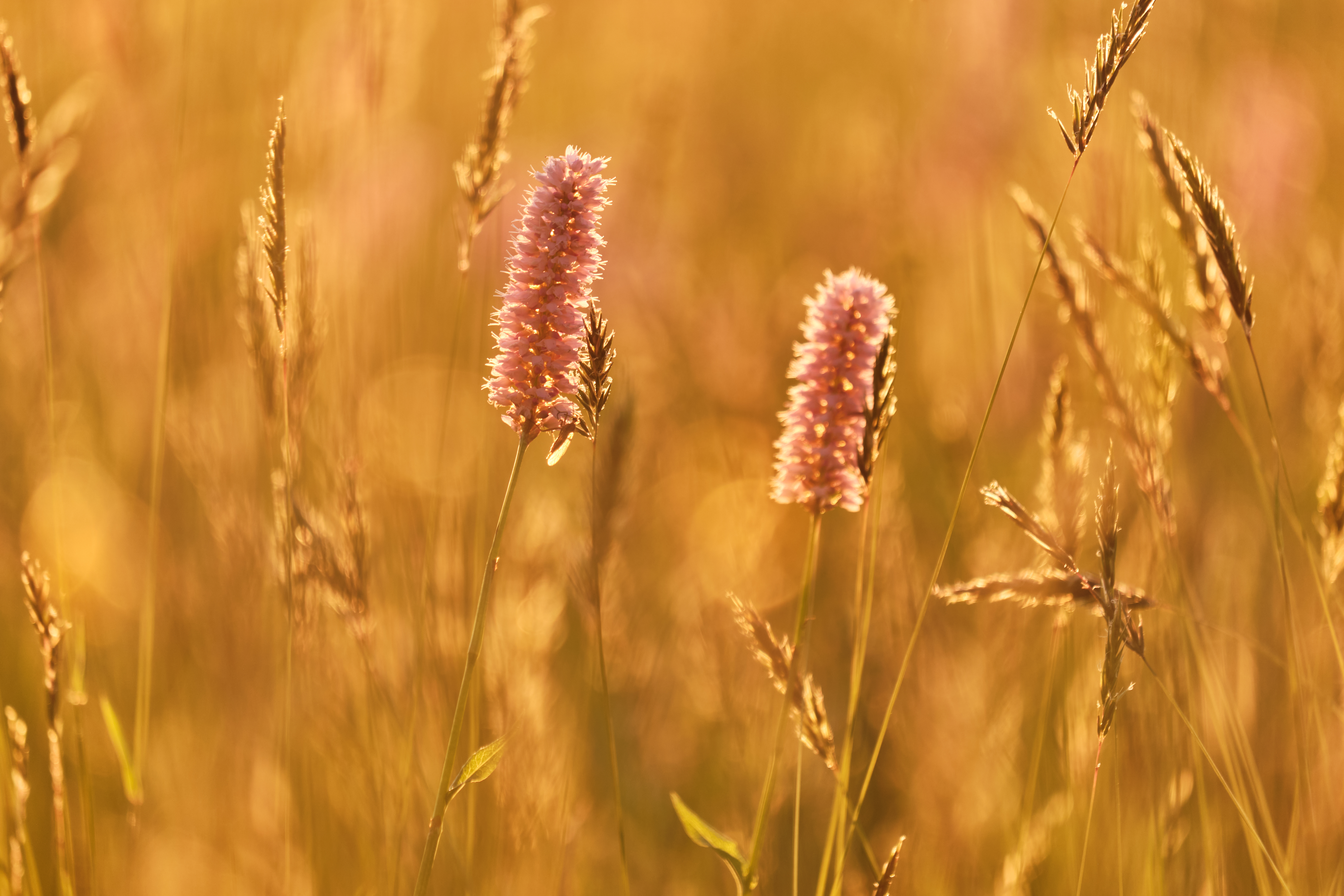 Ears Plants Field Light Macro