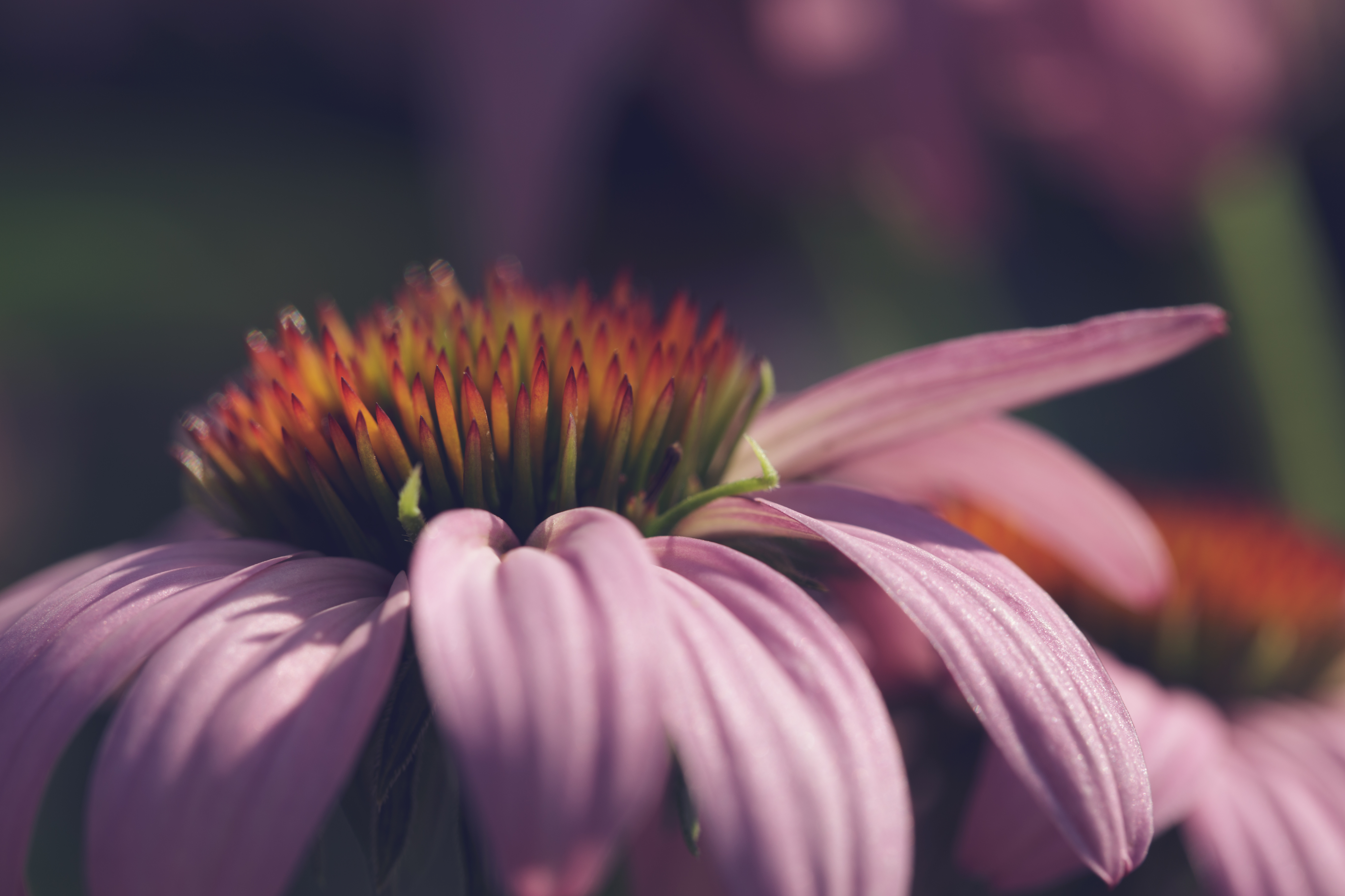 Echinacea Flower Petals Macro