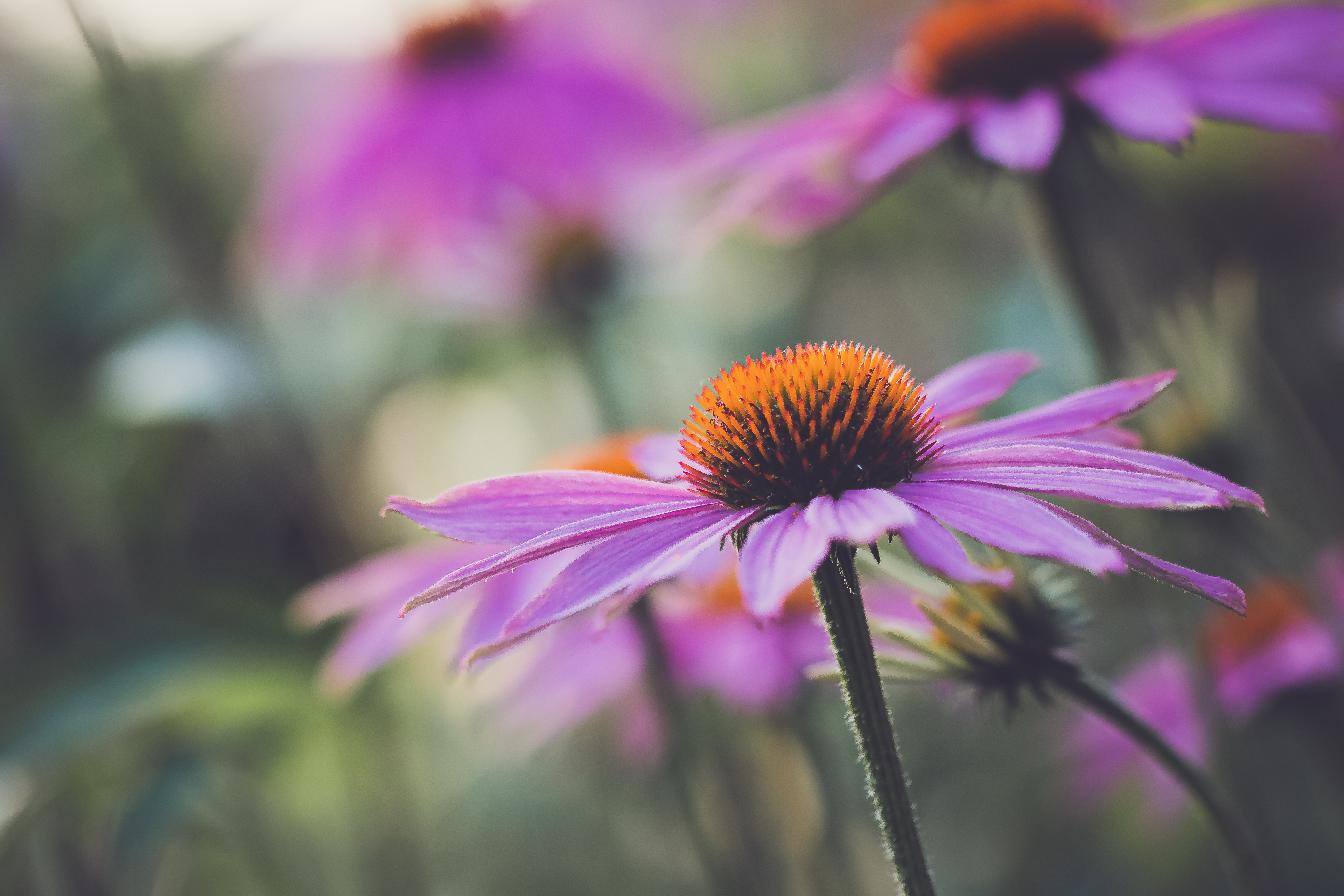 Echinacea Flower Plant Petals Macro