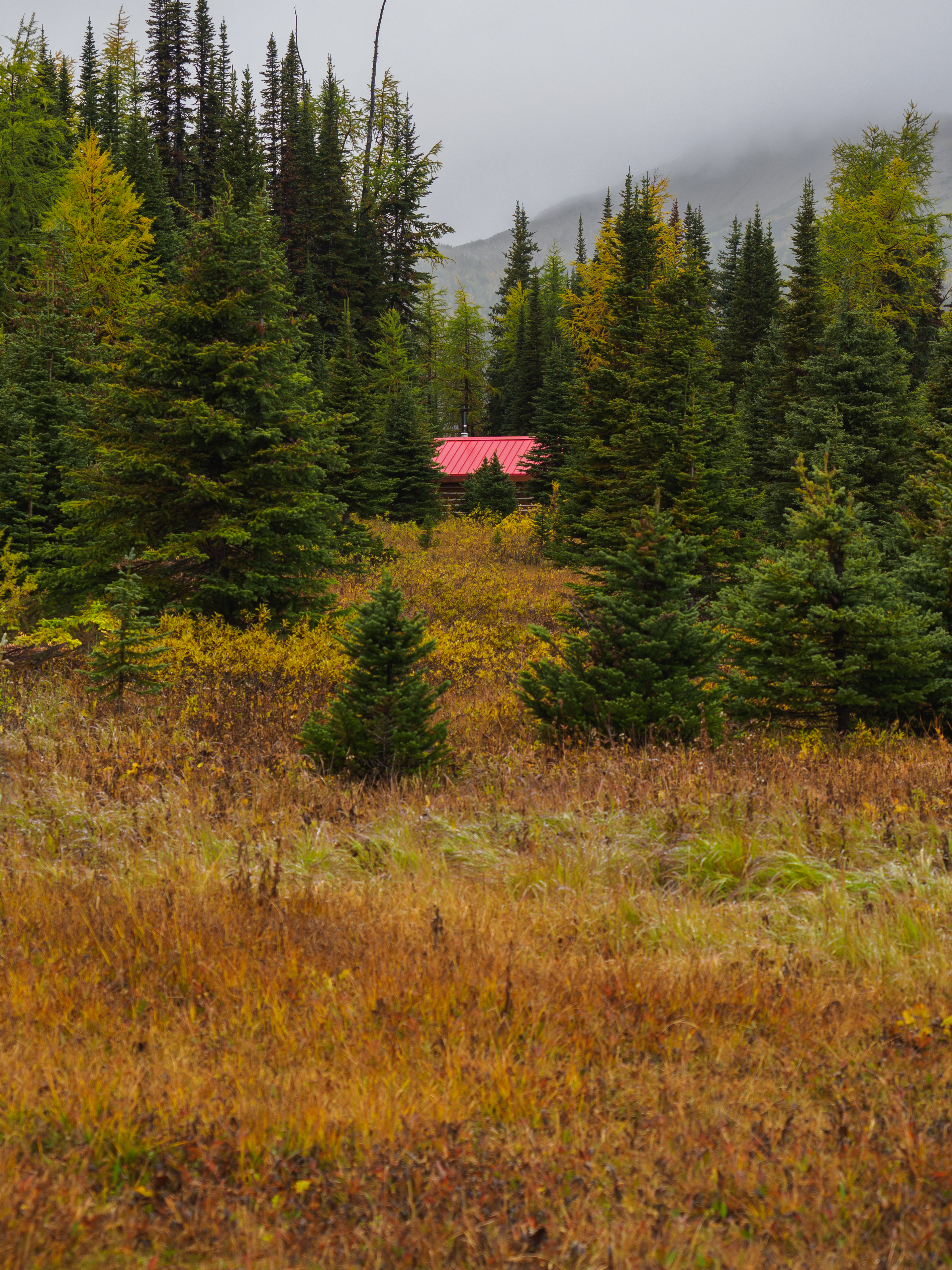 Edge Forest Trees House Nature