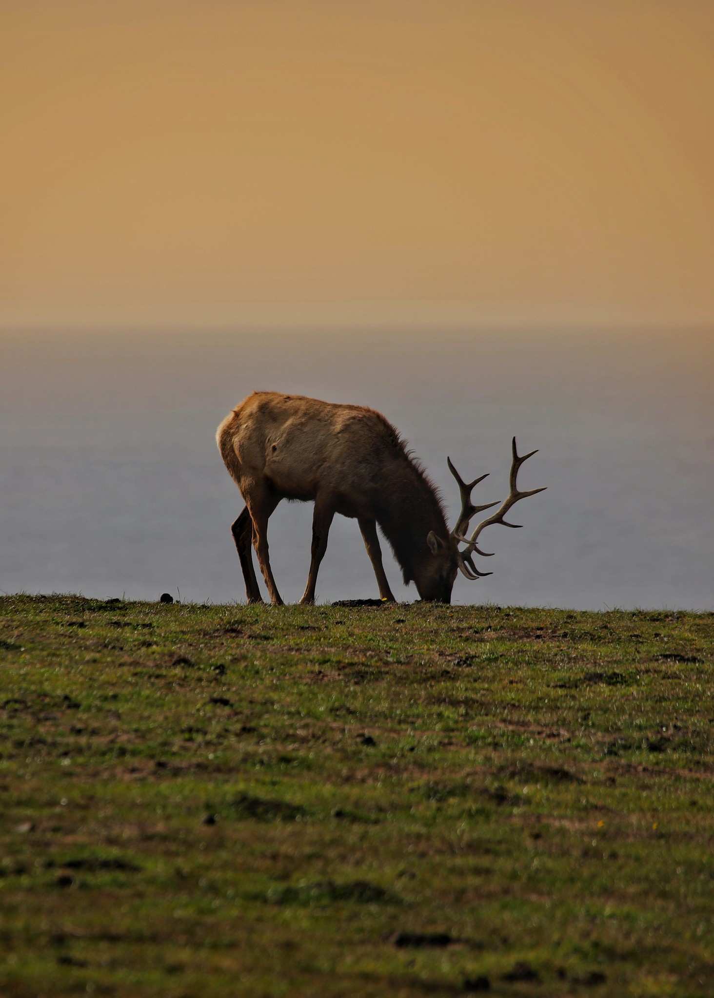 Elk Antler Animal Field Wildlife