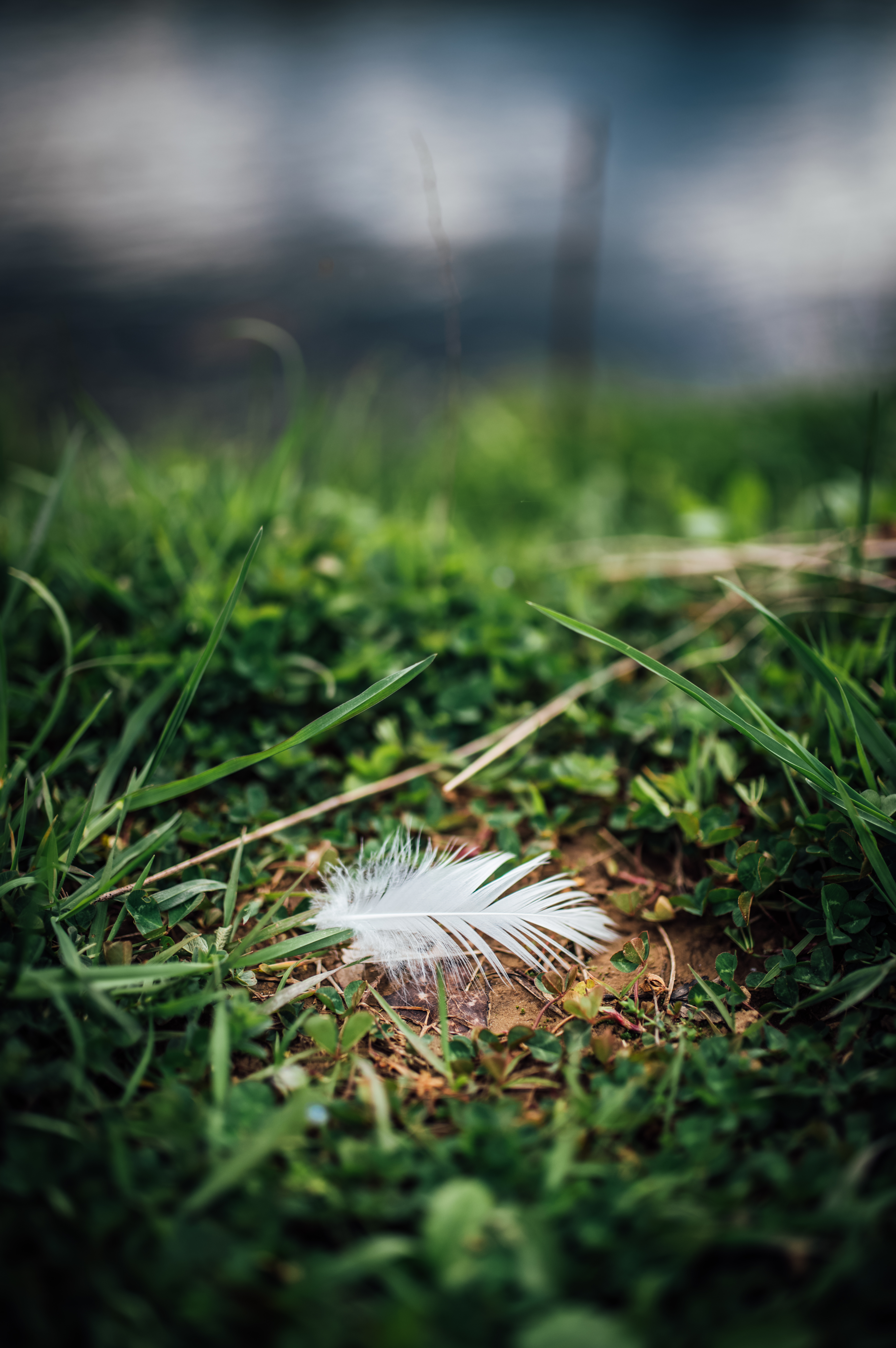 Feather Grass Greenery Macro