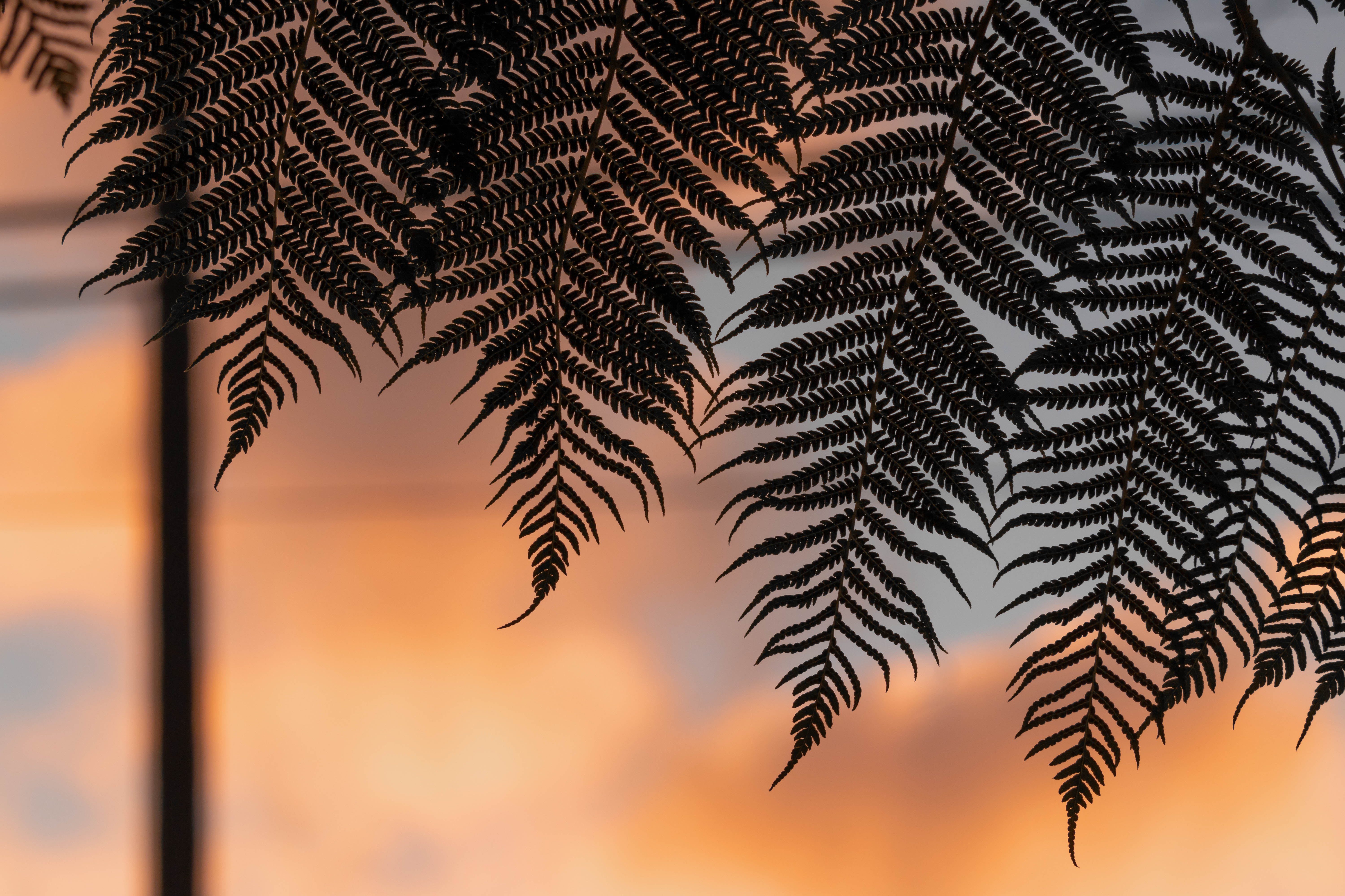 Fern Leaves Silhouettes Twilight Dark