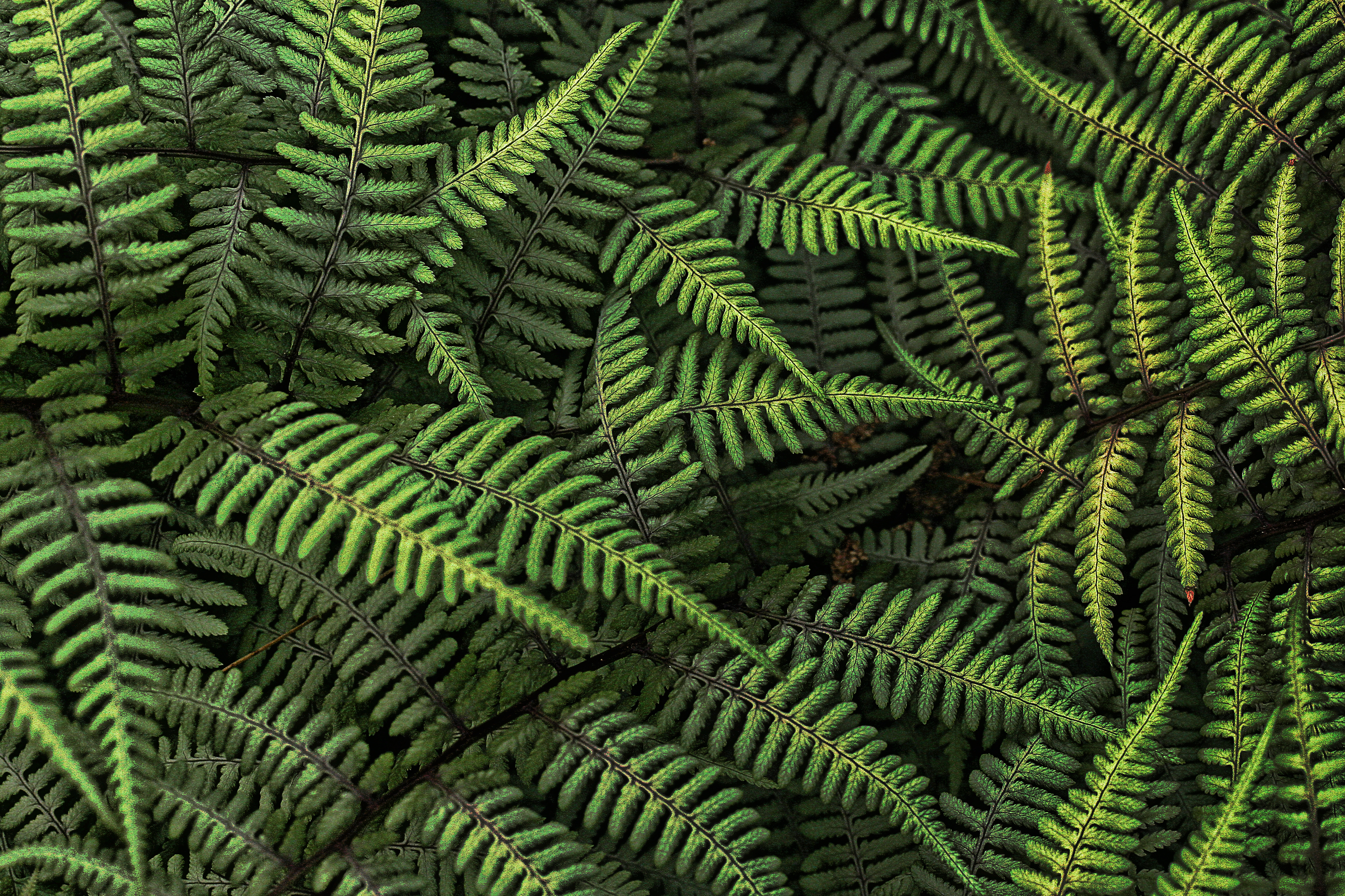 Fern Plant Bush Leaves Green Macro