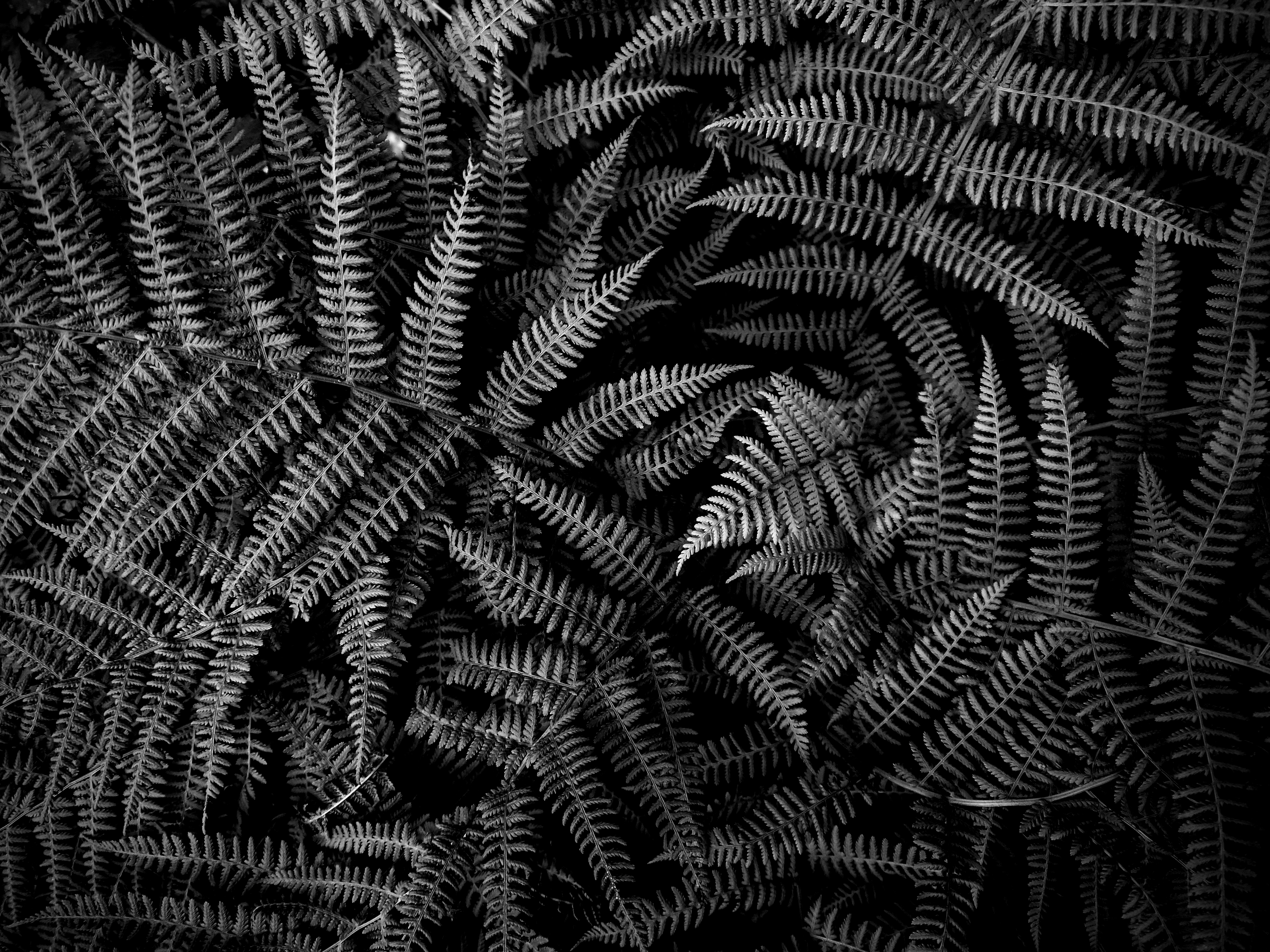 Fern Plant Leaves Macro Black-and-white