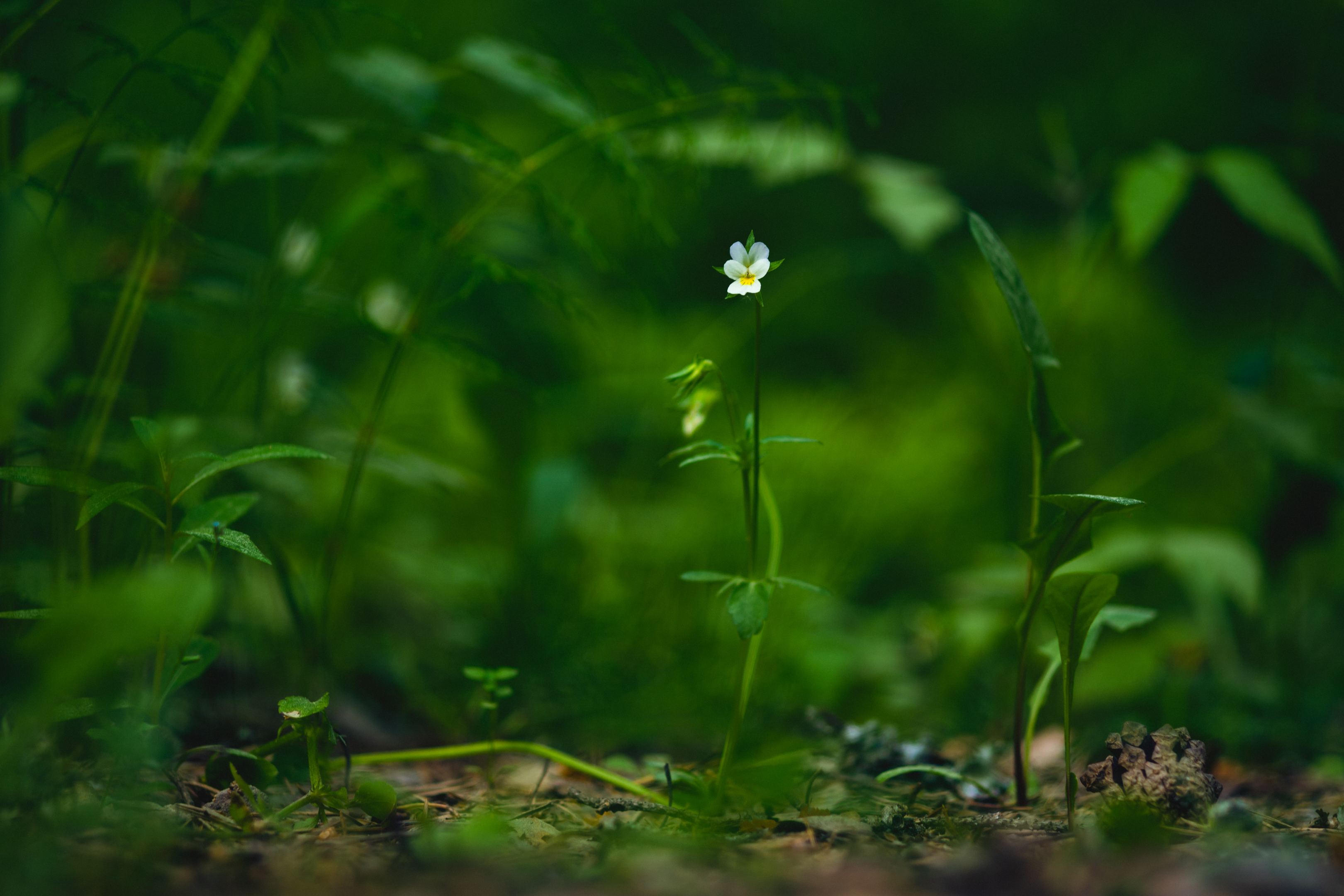 Field-violet Flower Plant Macro