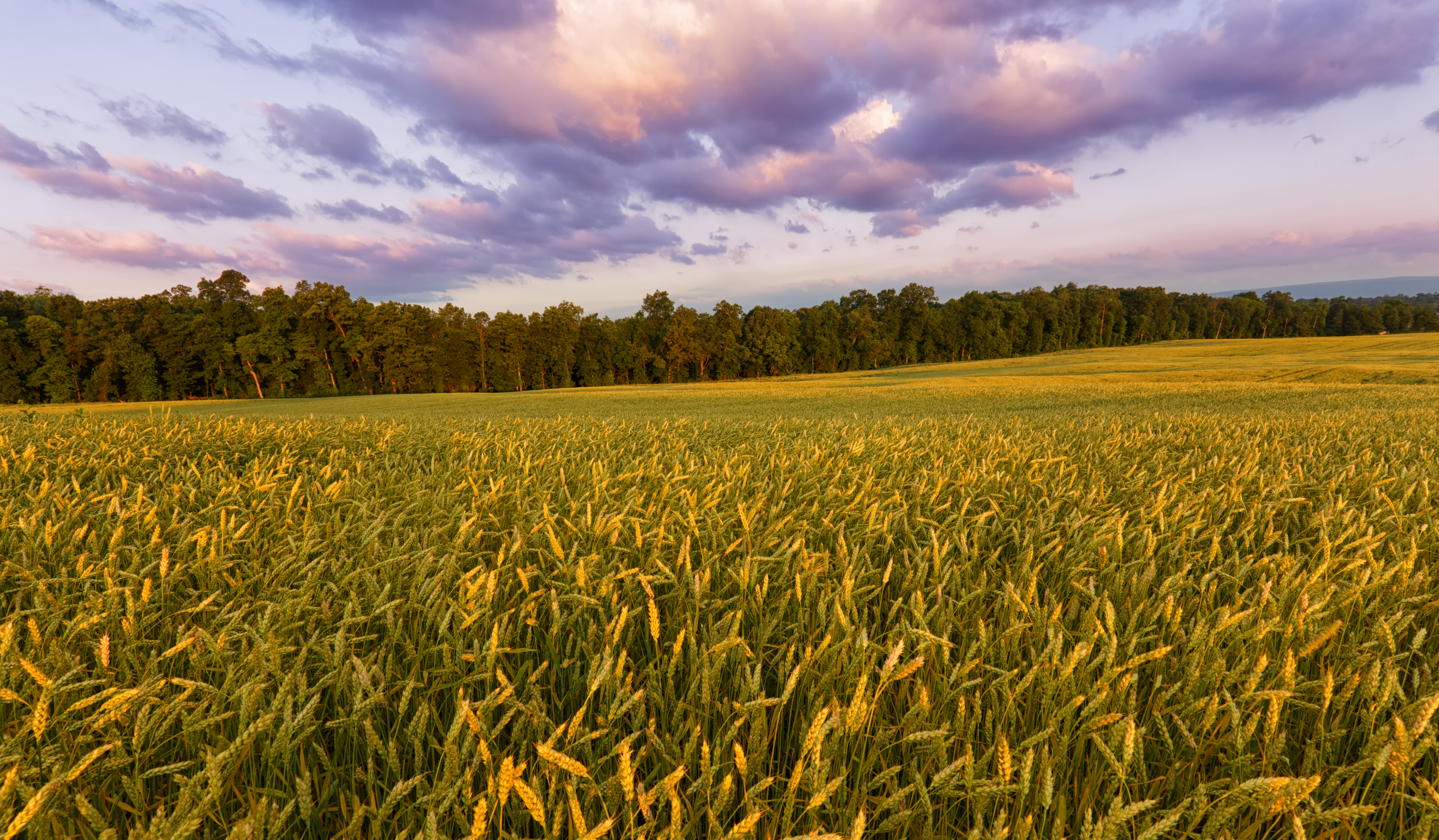 Field Ears Sunset Landscape Nature