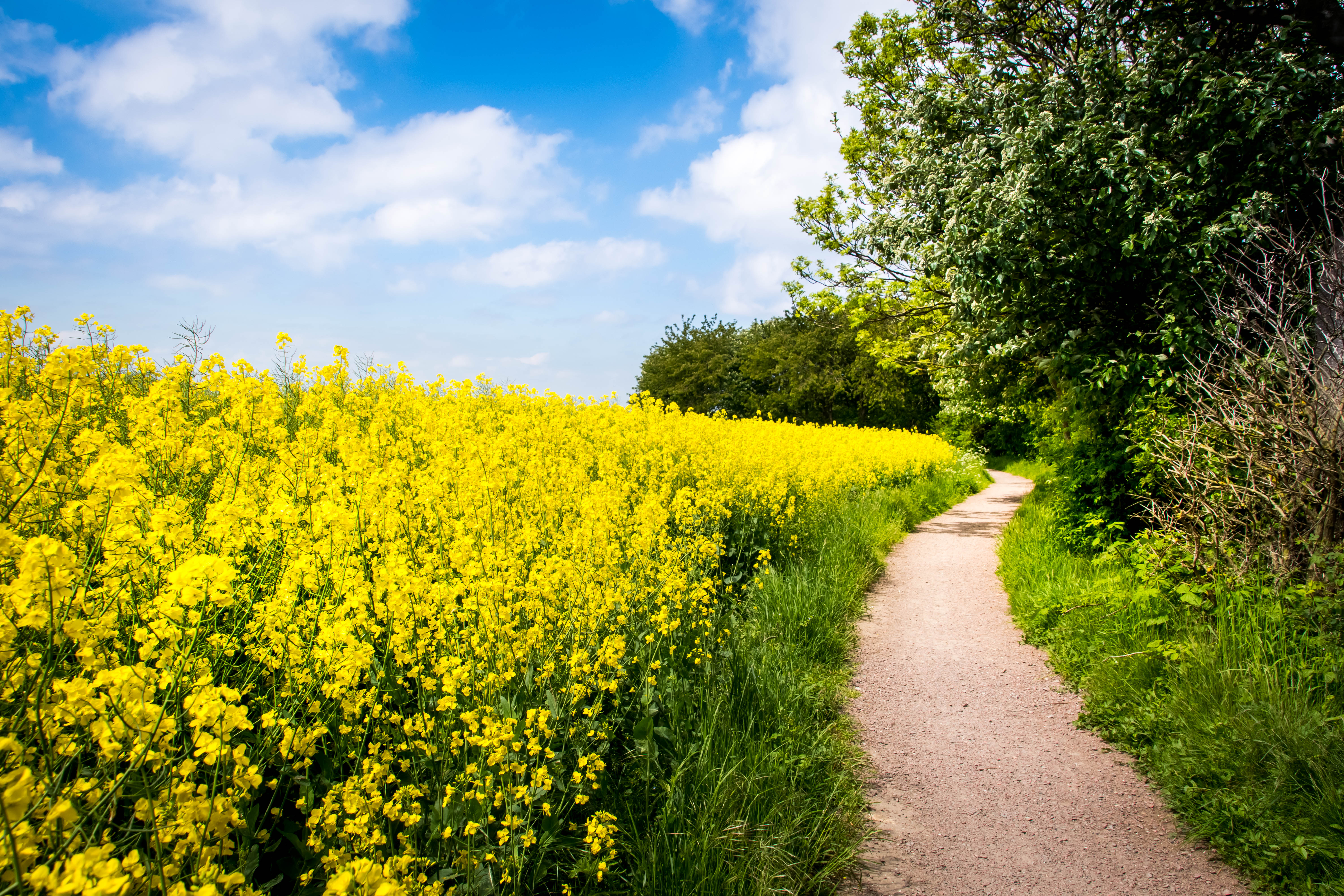 Field Flowers Path Nature Landscape