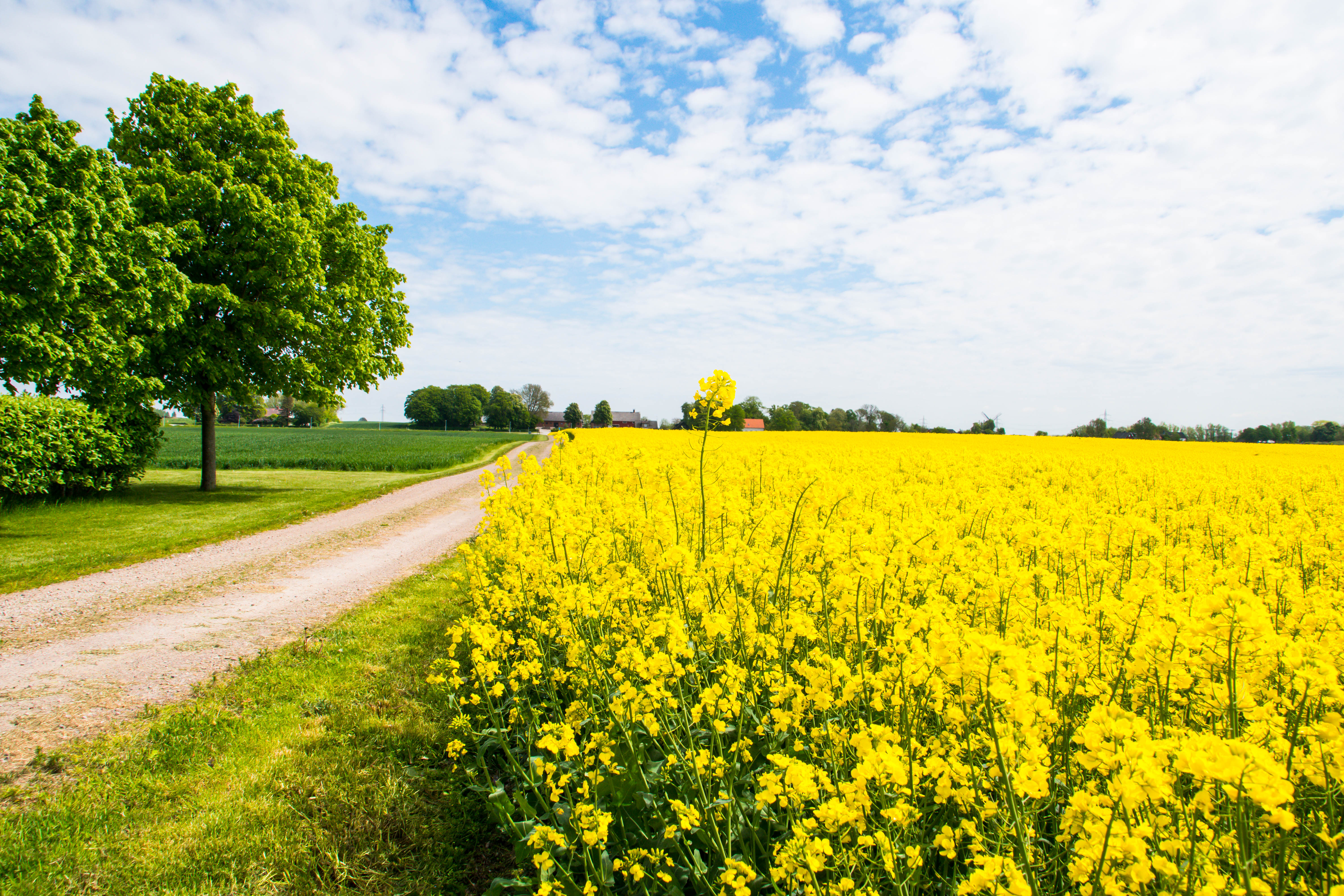 Field Flowers Road Trees Landscape